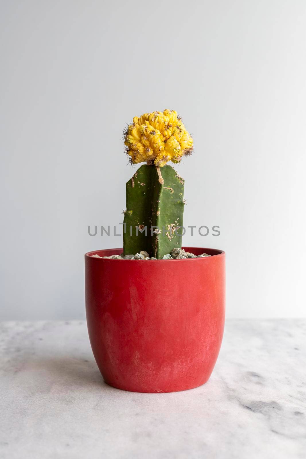 Exotic yellow crest grafted cactus in a red flowerpot