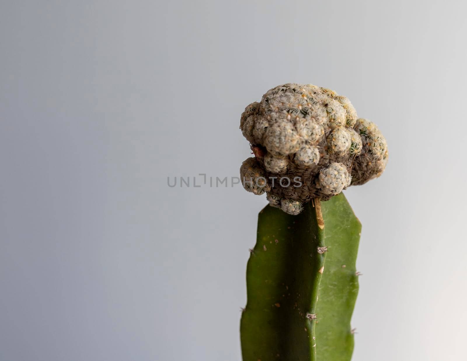 Mammillaria grafted cactus head closeup view by Bilalphotos