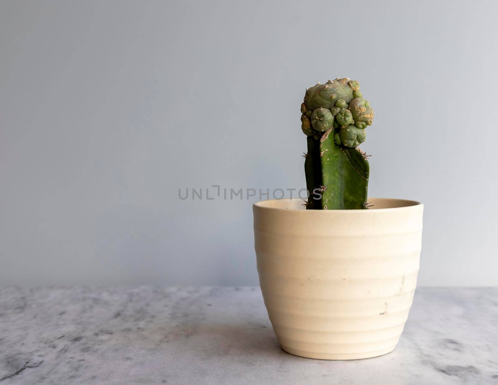 Garfted mammillaria cactus in a white ceramic pot