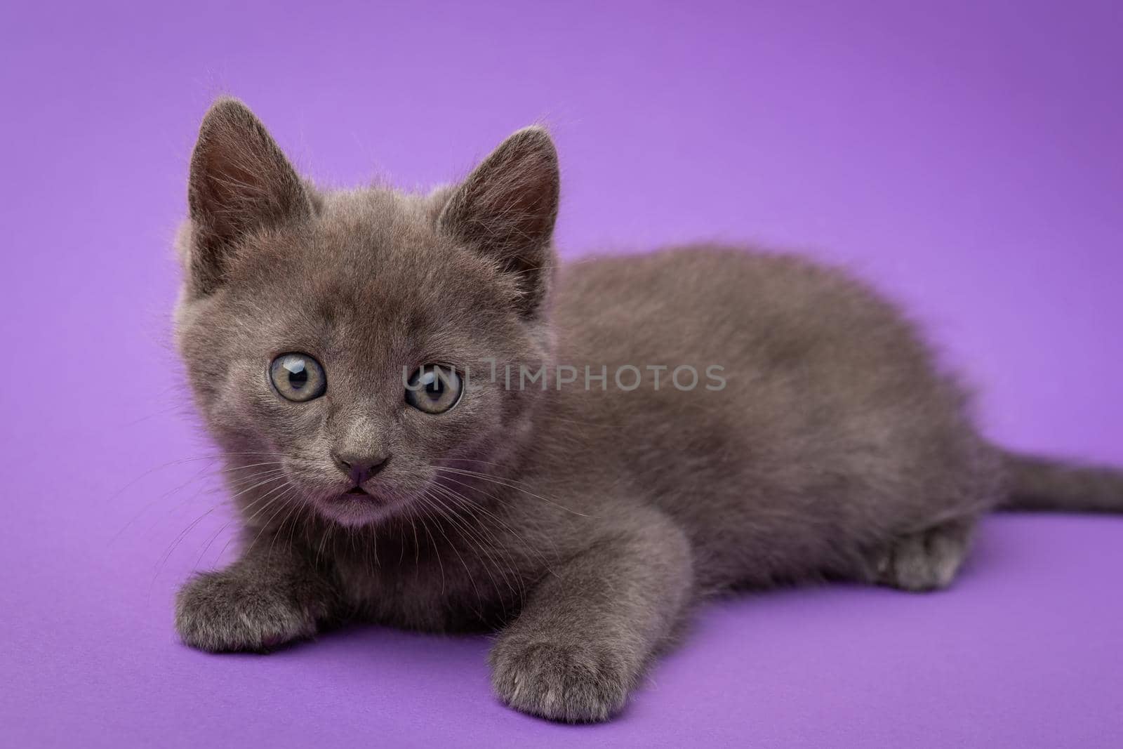 Studio shot of kitten laying on the floor and looking to the camera