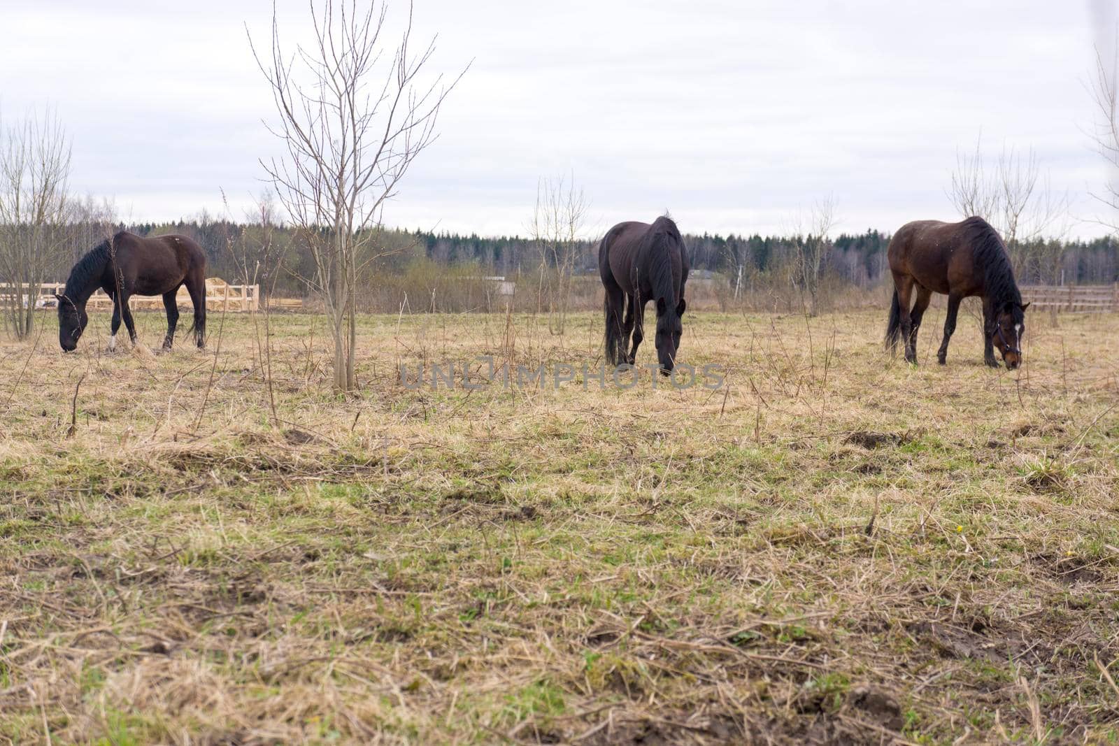 Herd of conik horses on a pasture in withered grass