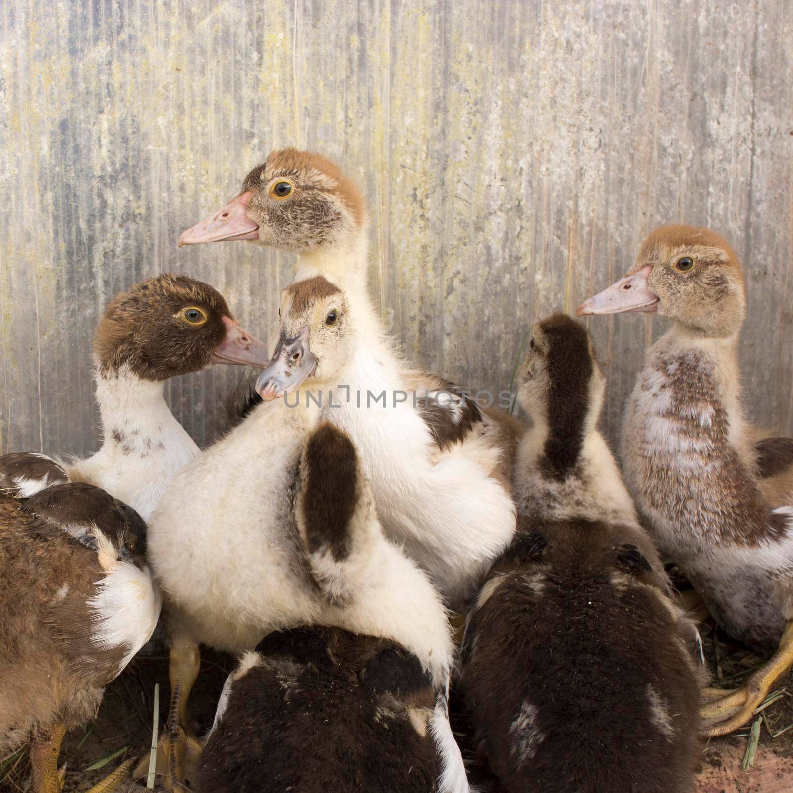 Ducklings in a home farm. Close up of duckling