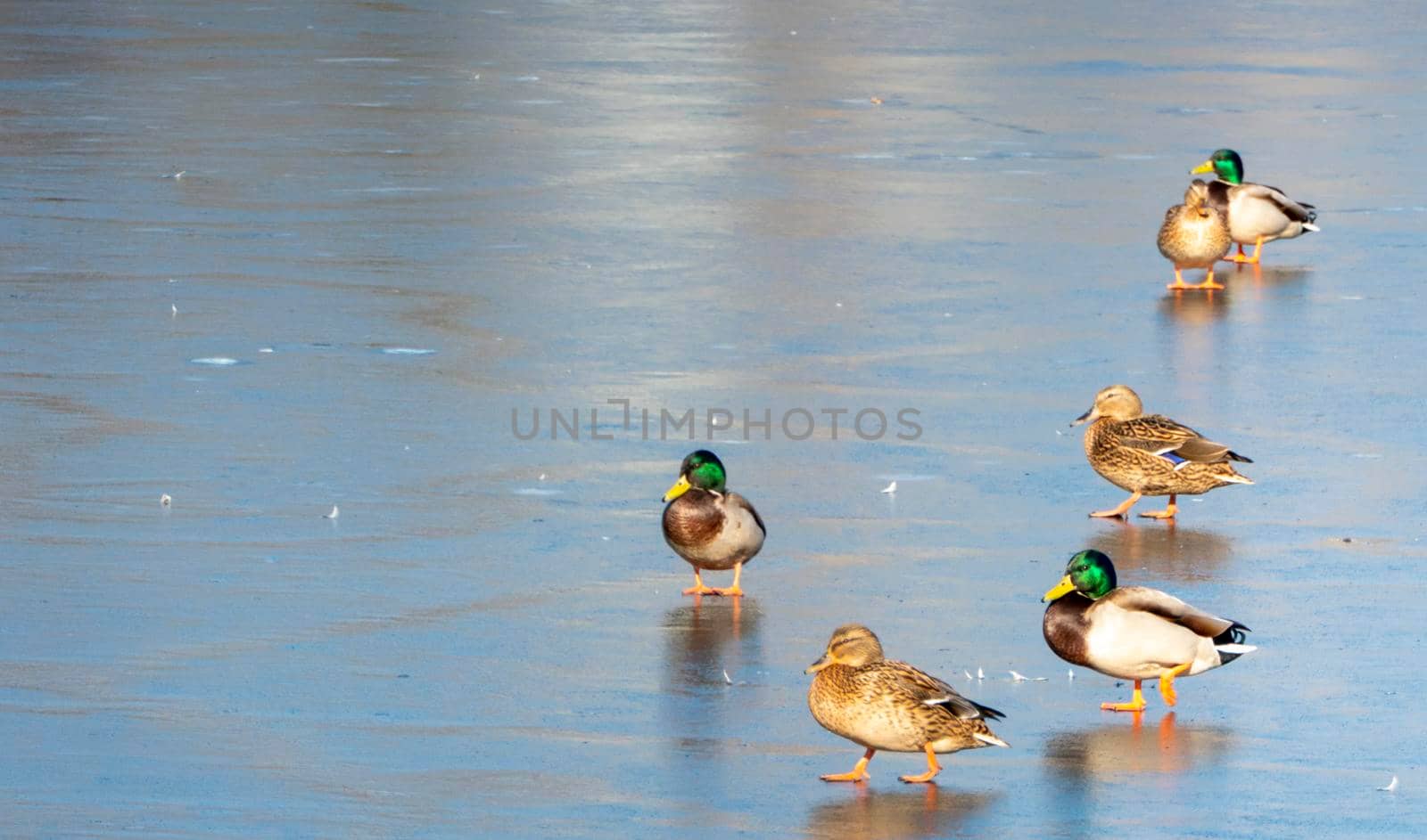 A flock of urban mallard ducks with copy space by kajasja