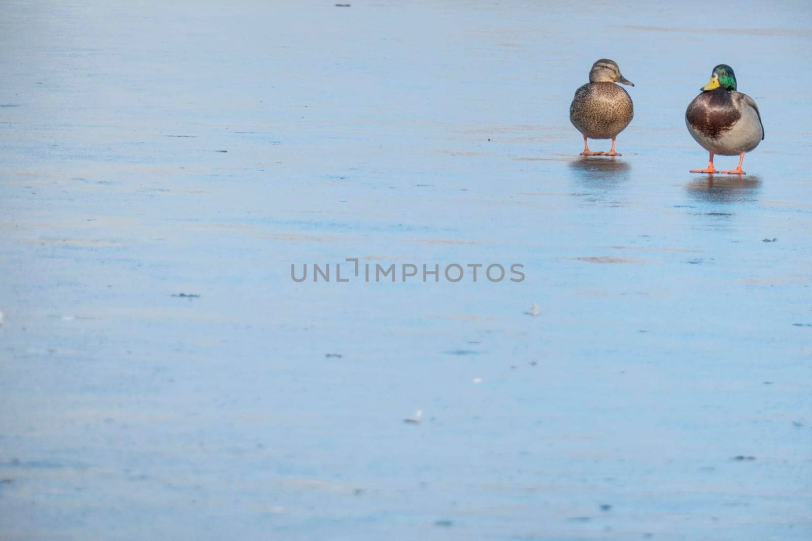 A couple of duck pair on ice for the winter. Two ducks . Close up mallard couple, Anas platyrhynchos, male and female duck bird swimming on lake water suface in sunlight. love concept. Copy space.
