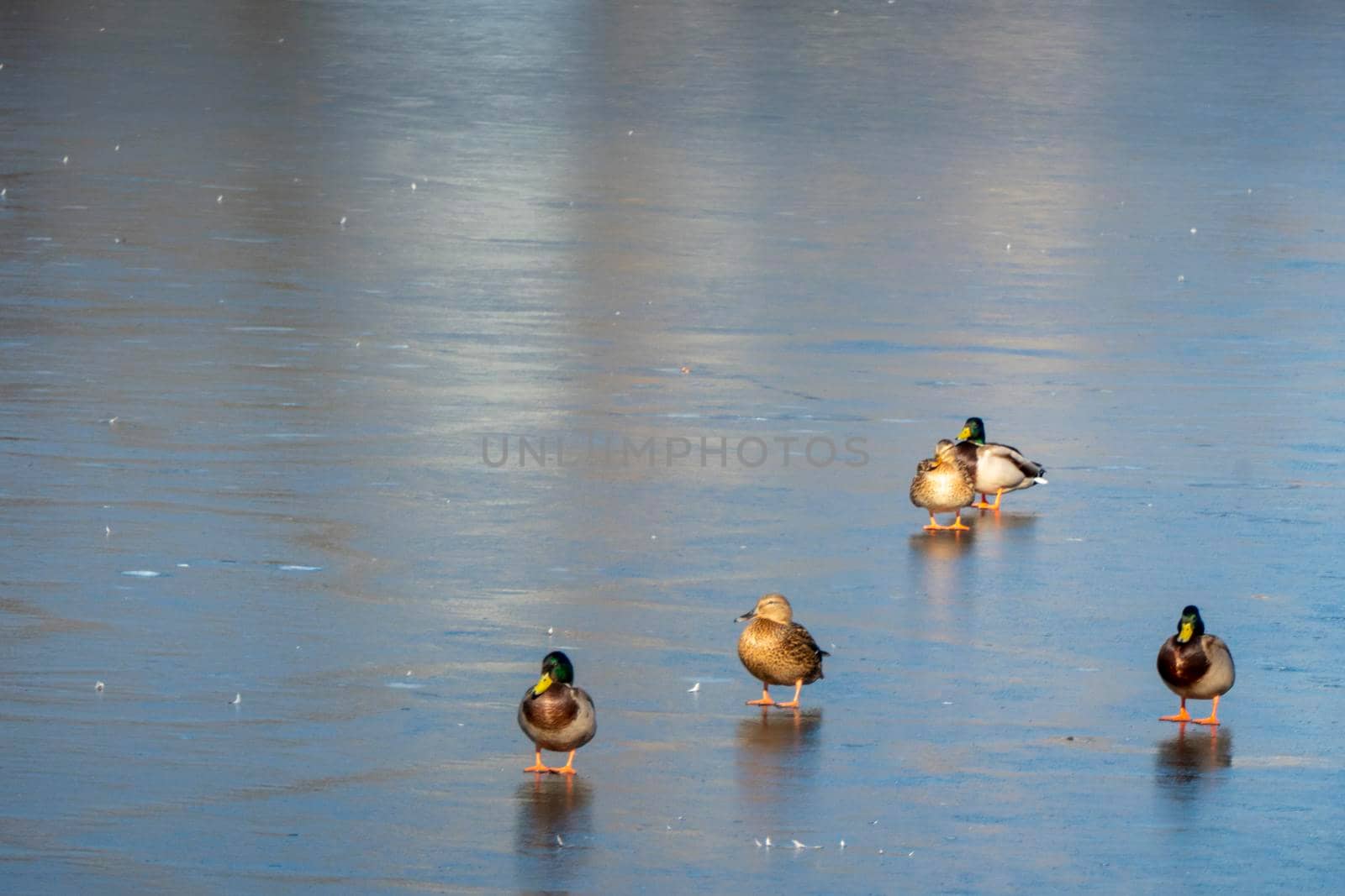 A flock of urban ducks close-up on the snow near the reservoir on a clear winter day.