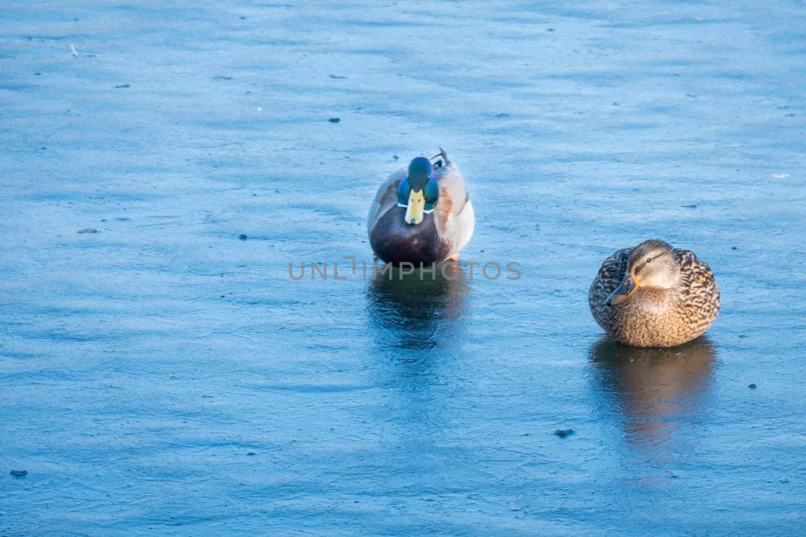 A couple of duck pair on ice for the winter. Two ducks . Close up mallard couple, Anas platyrhynchos, male and female duck bird swimming on lake water suface in sunlight. love concept. Copy space.