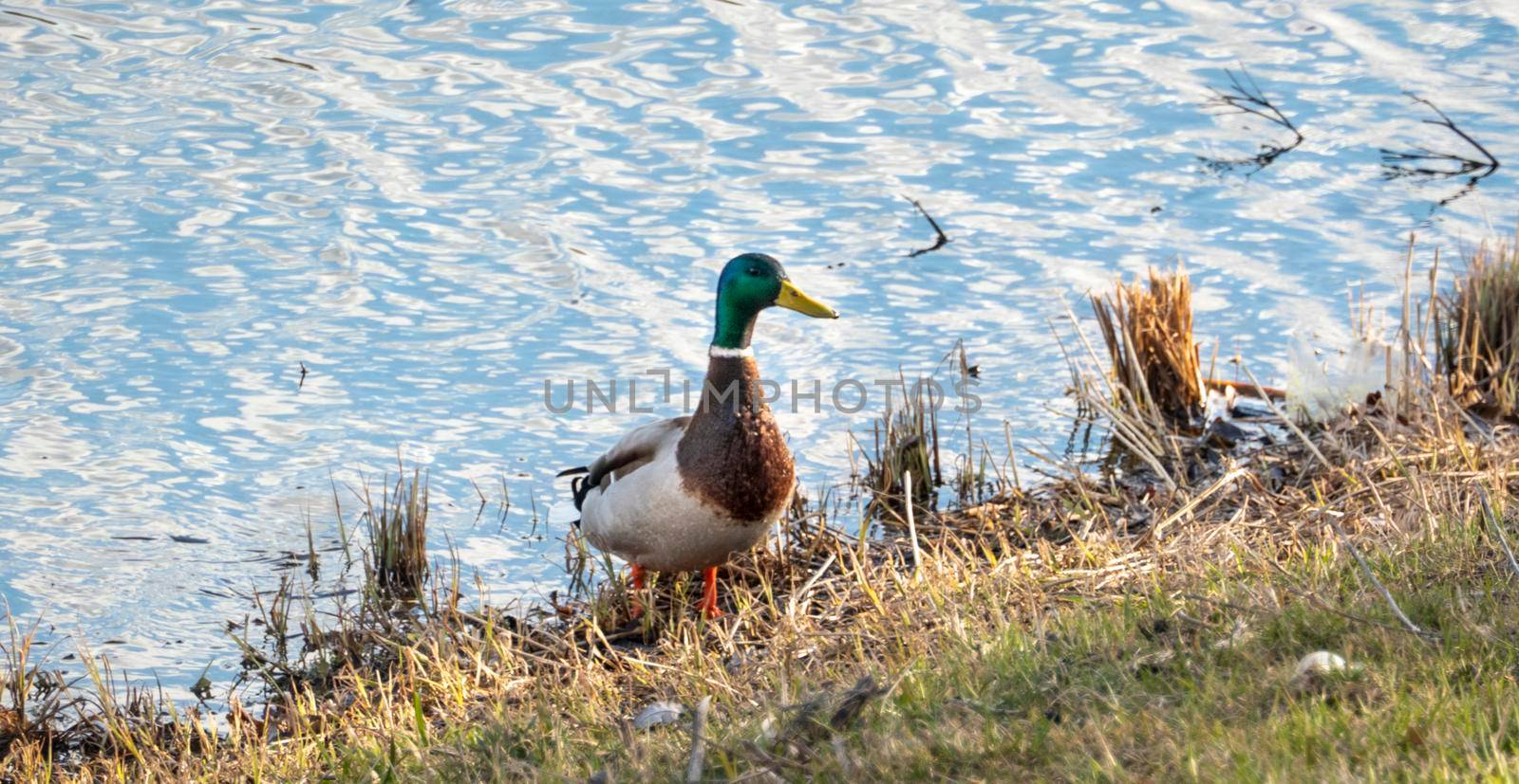 A duck for the winter. They're sitting in the ice. Copy space for text. Wild life of animals near people