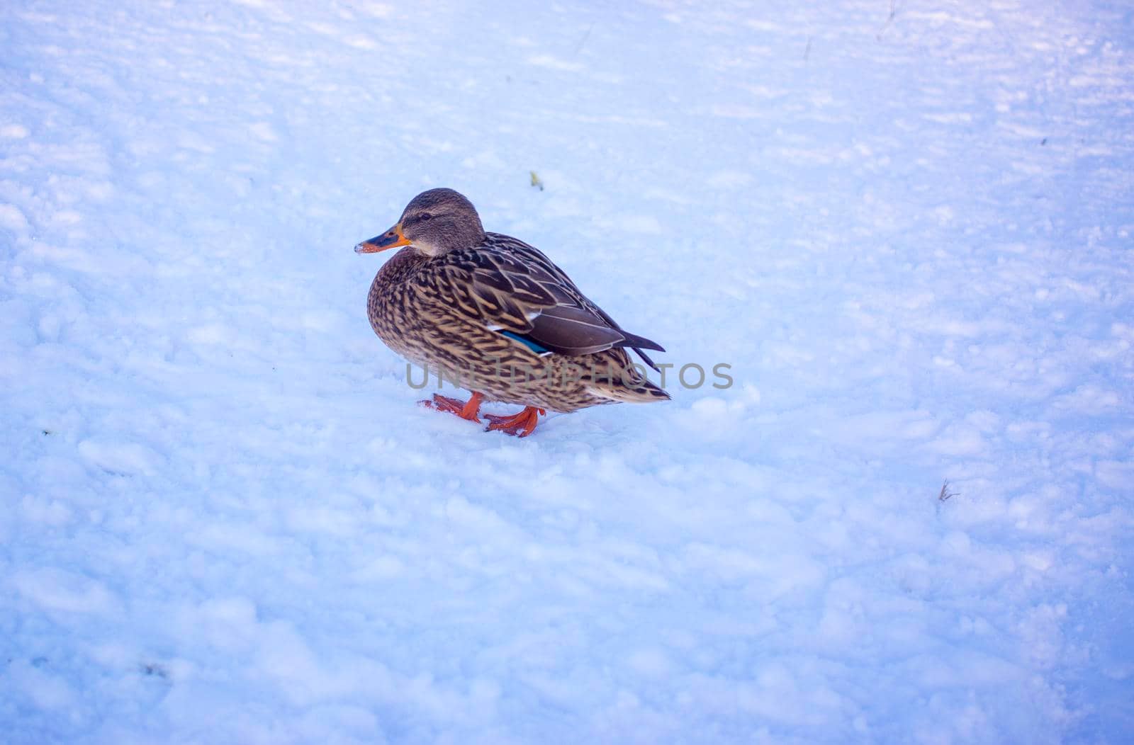 Female Mallard Duck Walking on Ice in Winter with copy space
