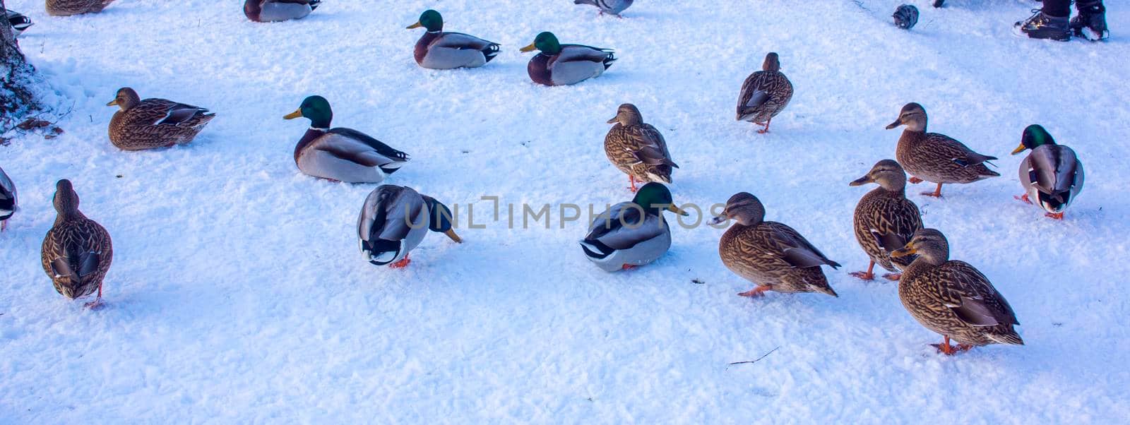 A group of ducks - common mallard - are landing on the lake during a sunny day in winter. The pond is partly frozen.