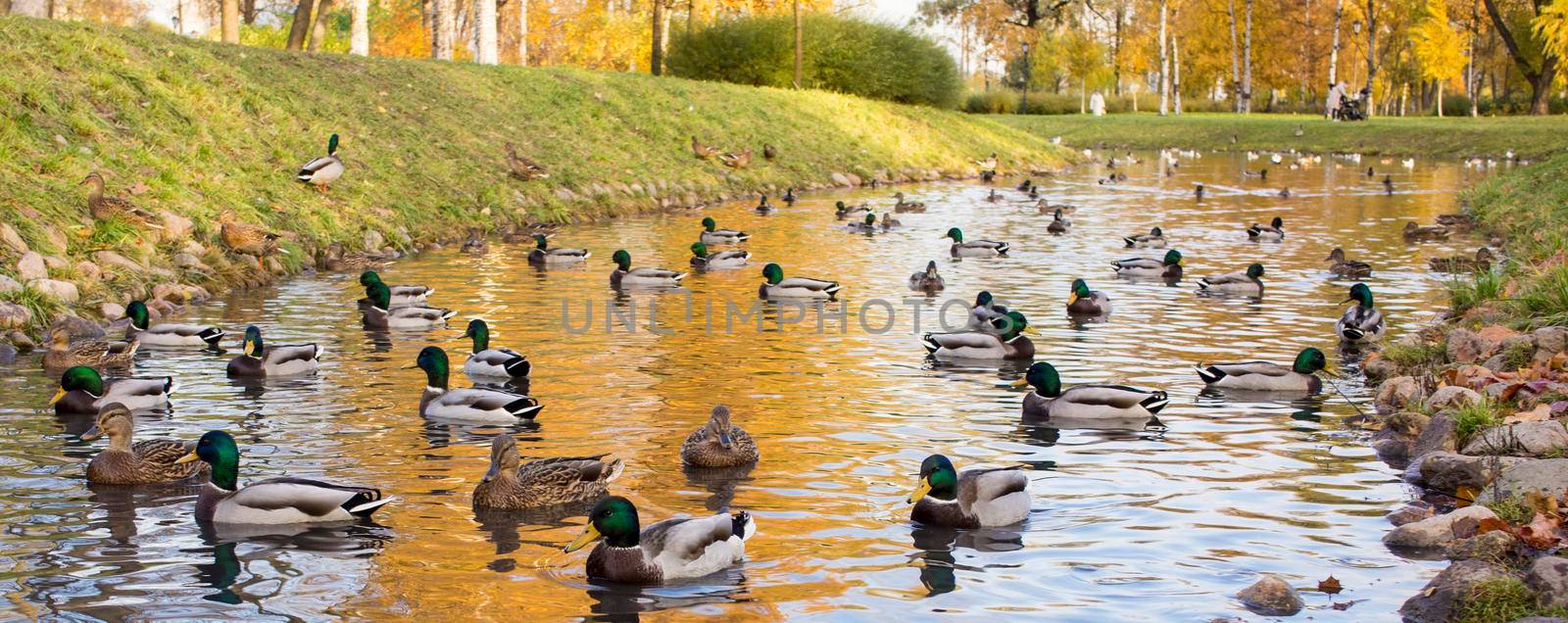 flock of mallard ducks swim on the pond in autumn park.