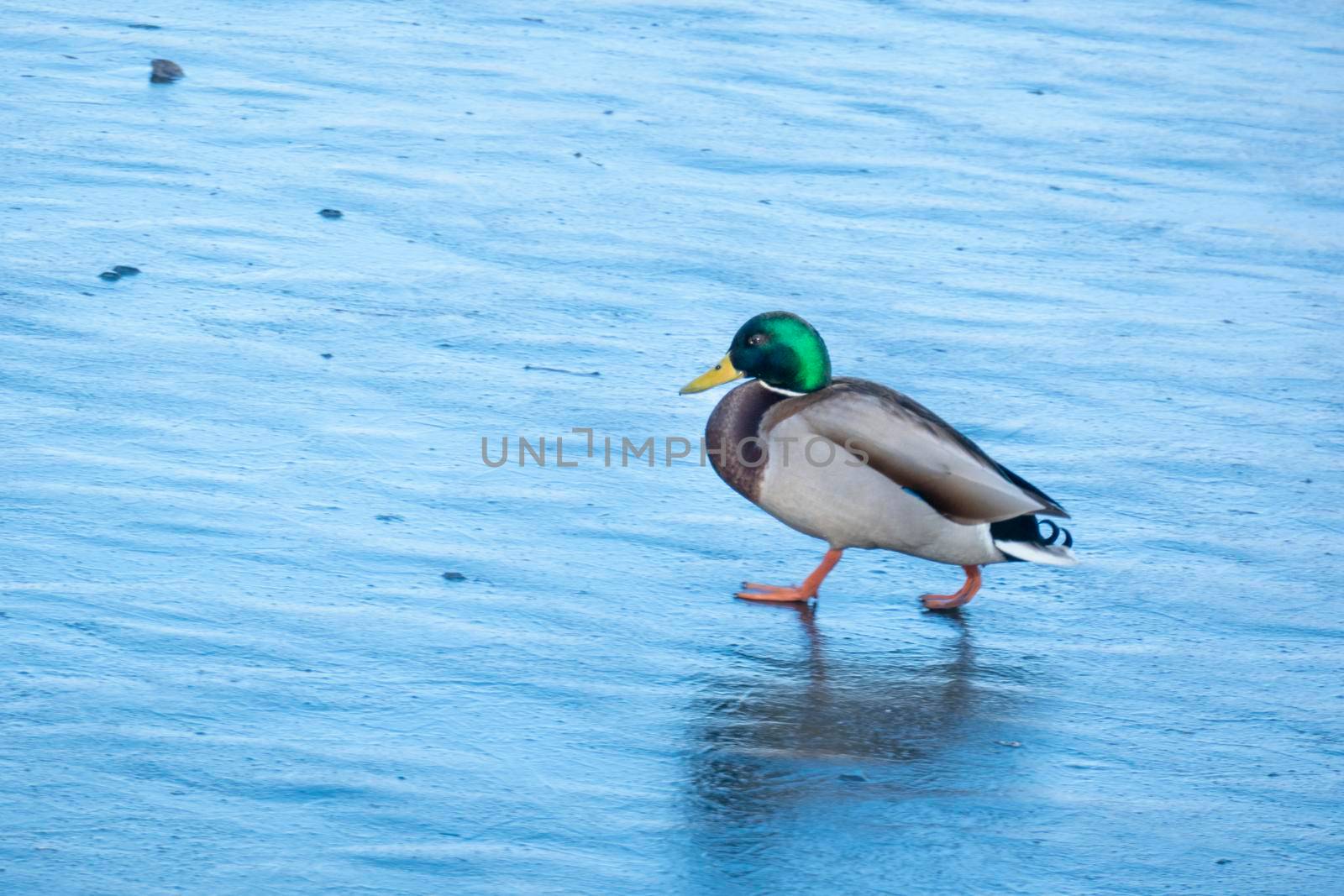 A duck for the winter. They're sitting in the ice. Copy space for text. Wild life of animals near people