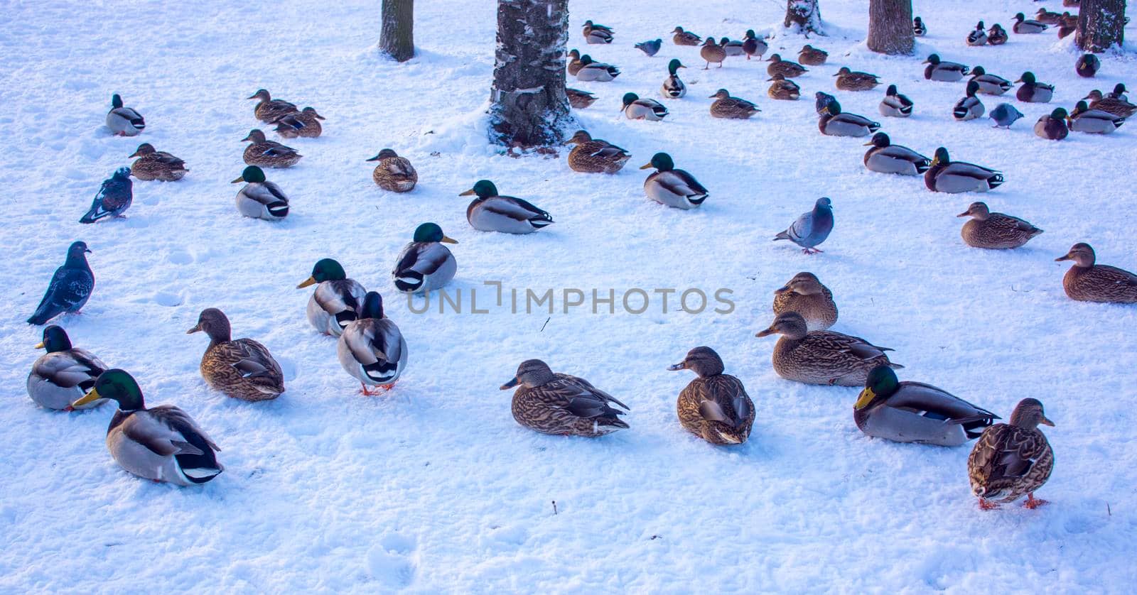A group of ducks - common mallard - are landing on the lake during a sunny day in winter. The pond is partly frozen.