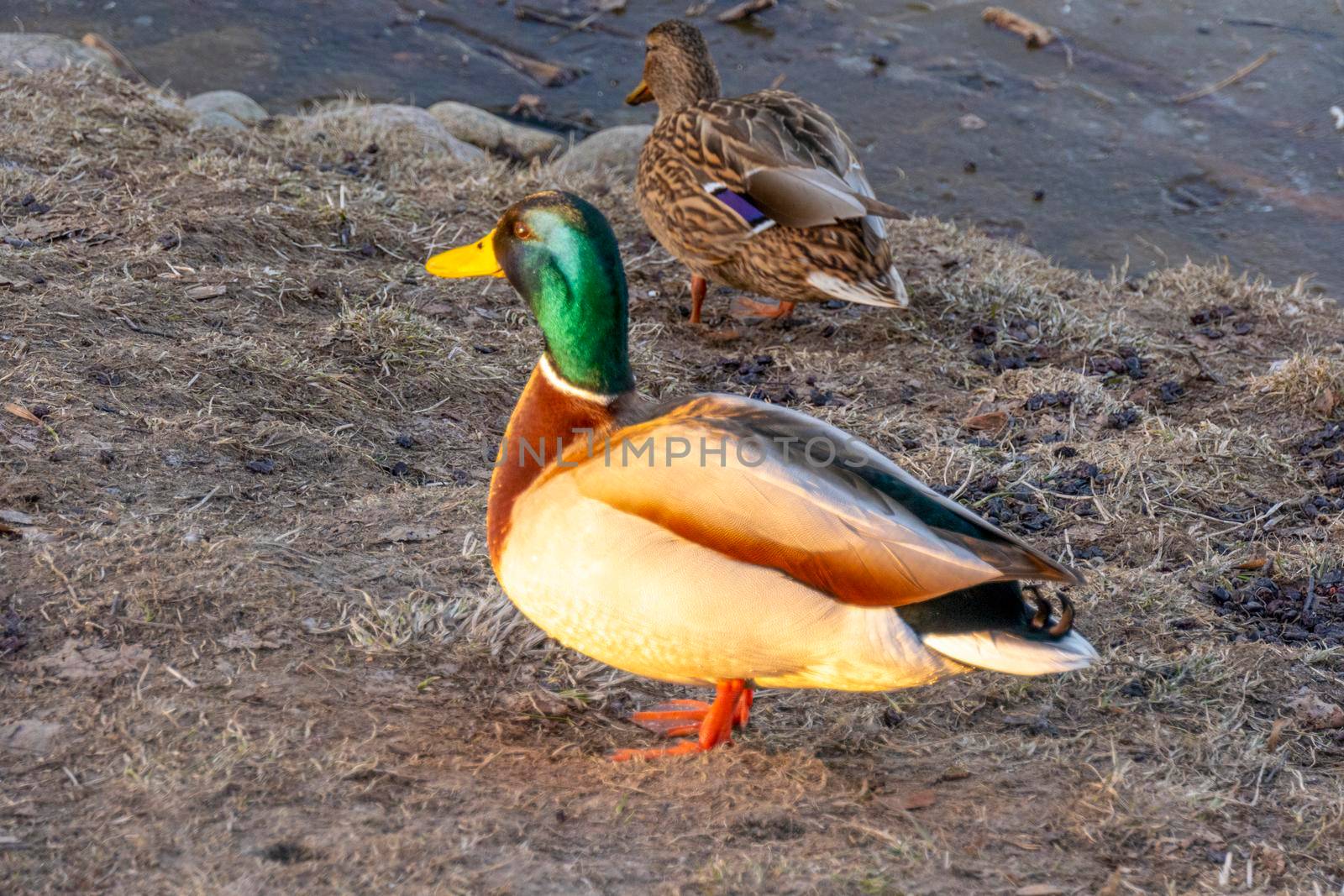 A duck for the winter. They're sitting in the ice. Copy space for text. Wild life of animals near people