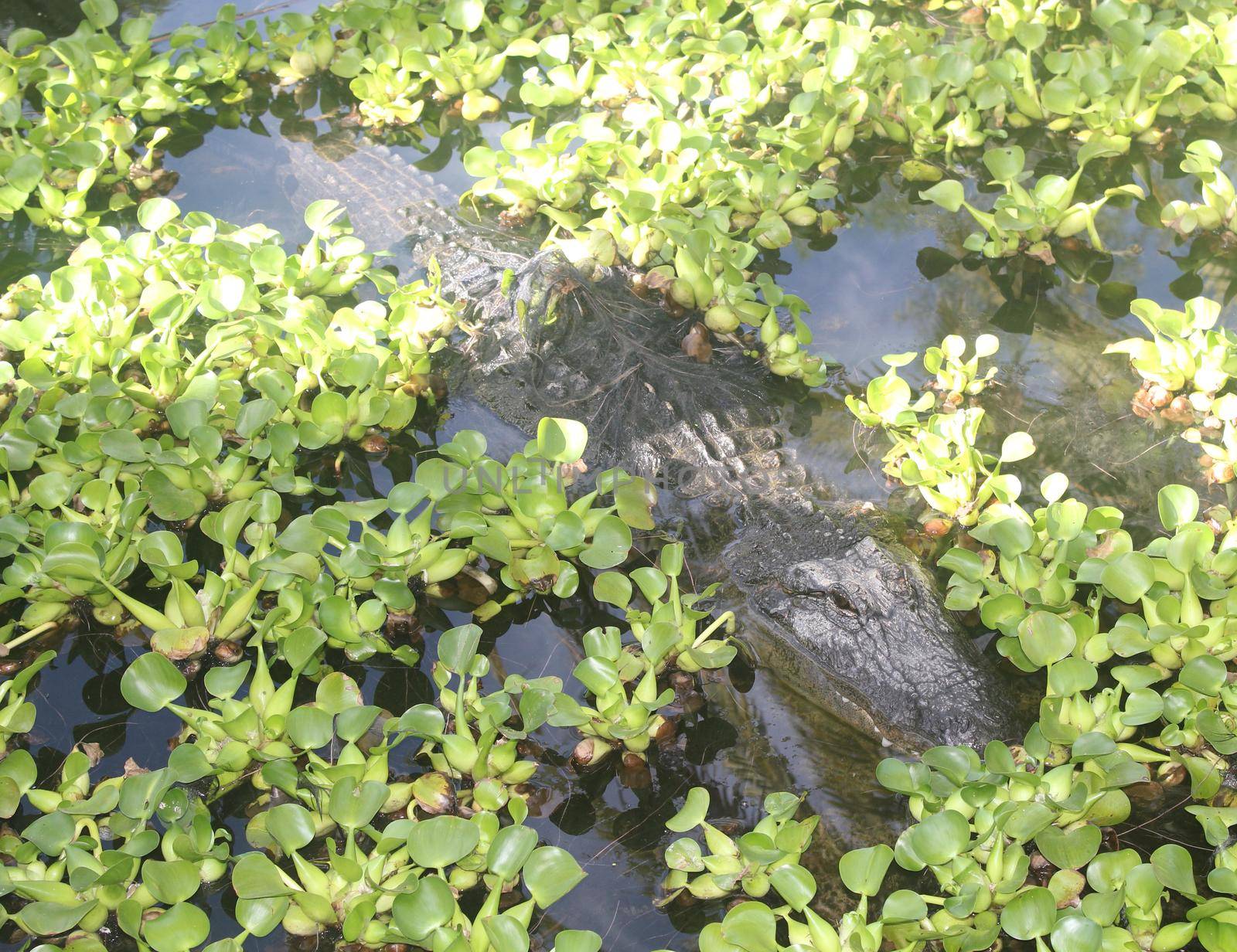 An American Alligator swims by JackyBrown