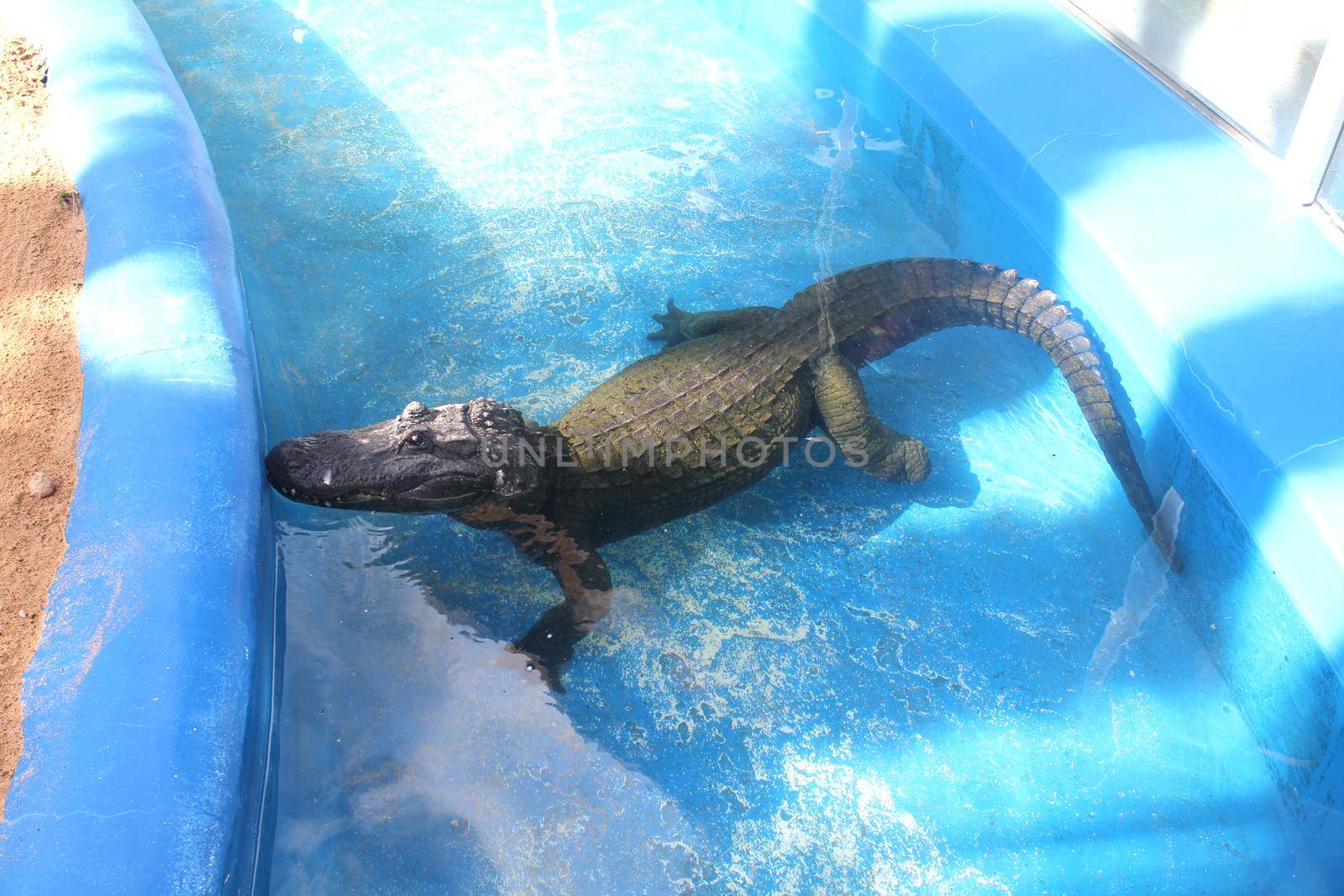 Alligator in blue water