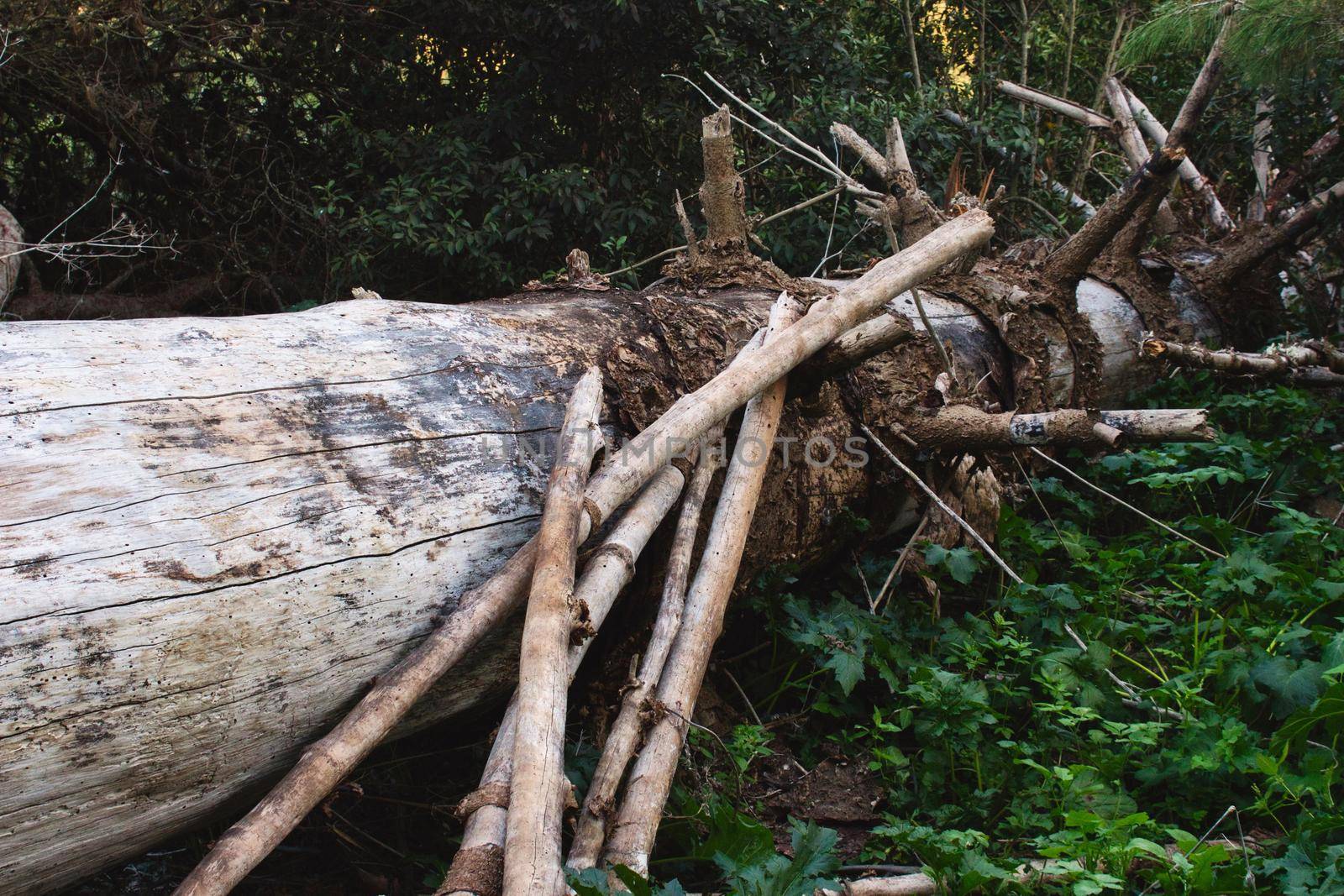 Uprooted fallen tree trunk in a forest