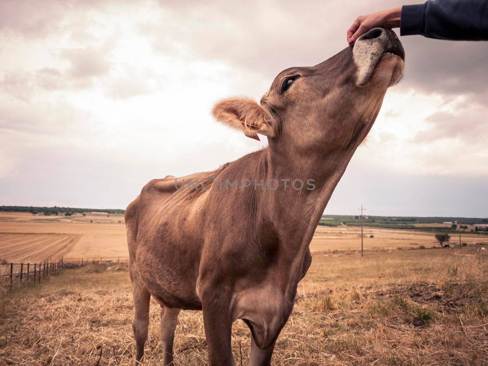 Hand stroking a cow