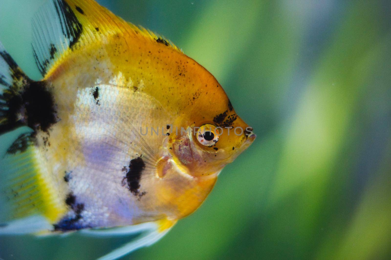 Closeup of colourful Koi Angelfish with black flecks swimming in a fish tank