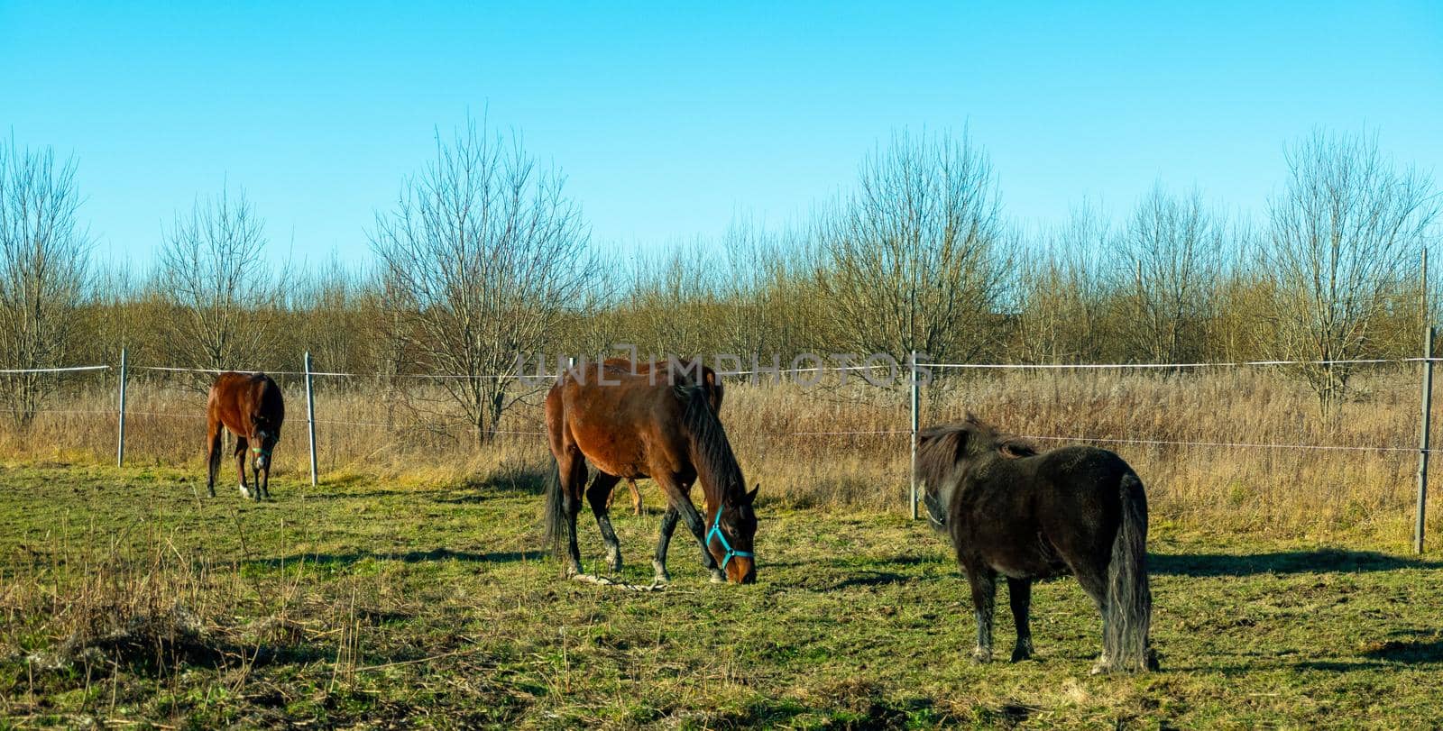 Herd of conik horses on a pasture in withered grass