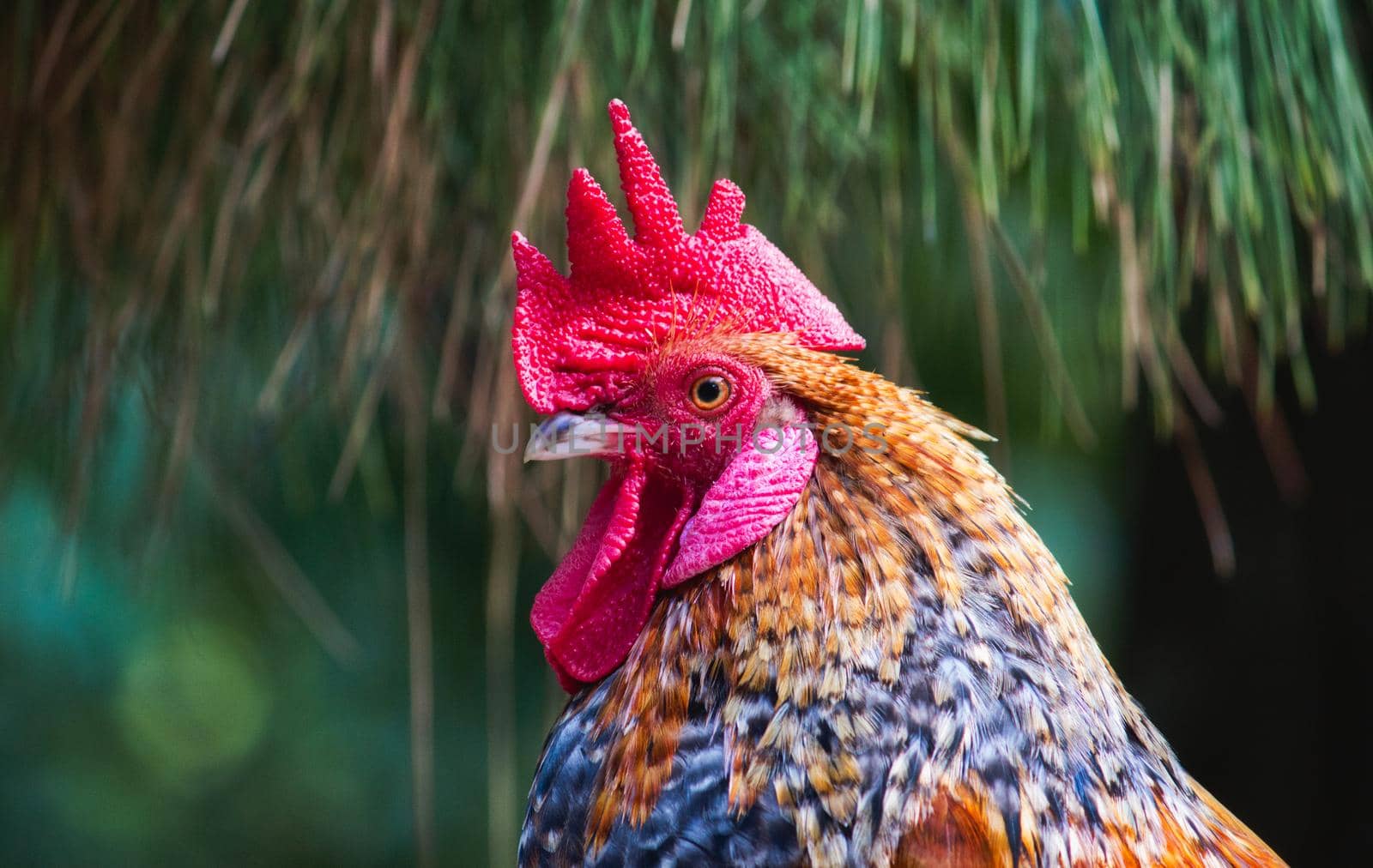 Close-up portrait of a colorful rooster with bright red crest and wattle
