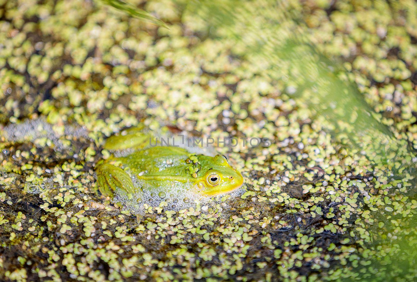 Green frog on the surface of the water in the pond. Pond bloom. Green duckweed.