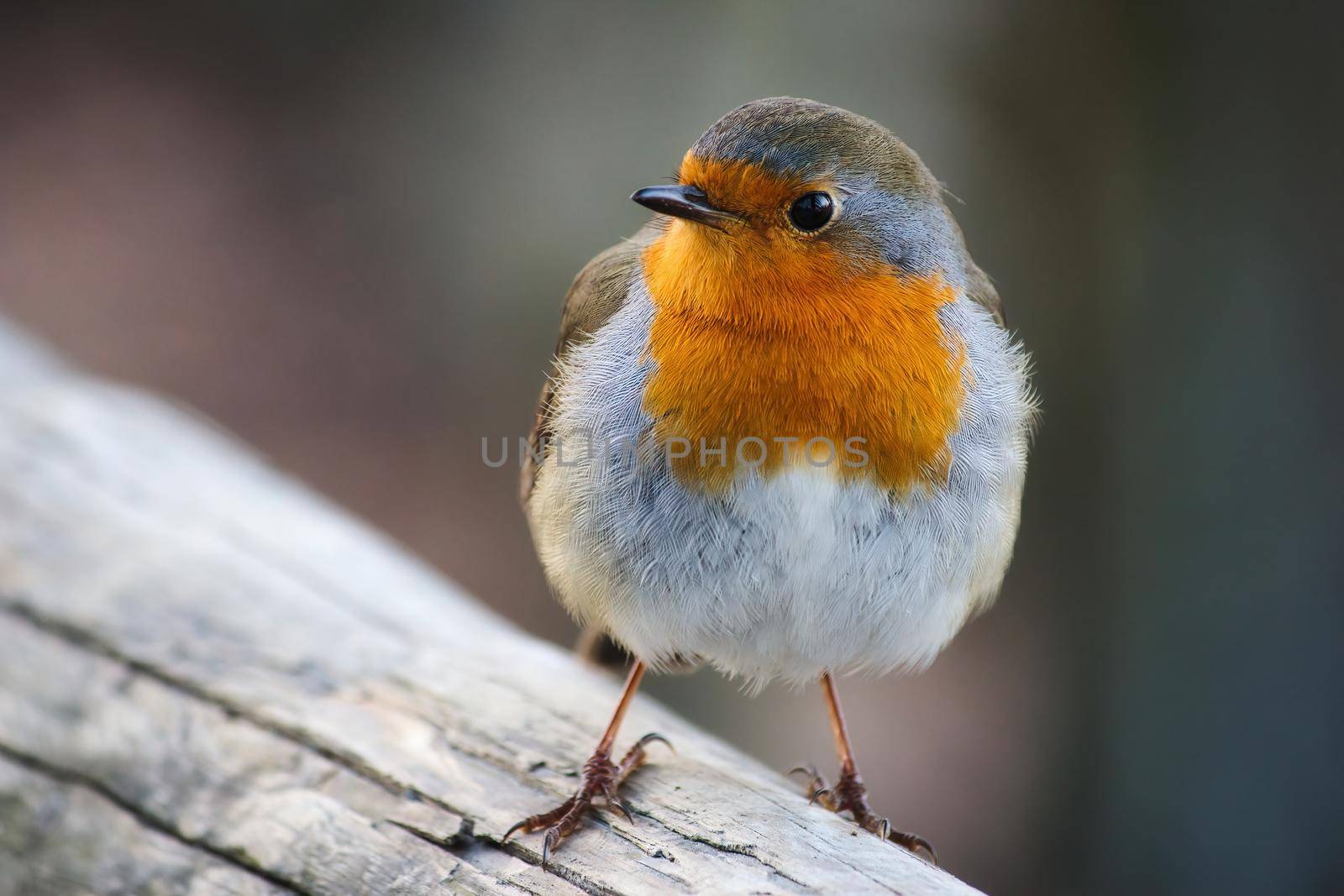 Close-up portrait of a beautiful robin with red breast perched on a branch by tennesseewitney