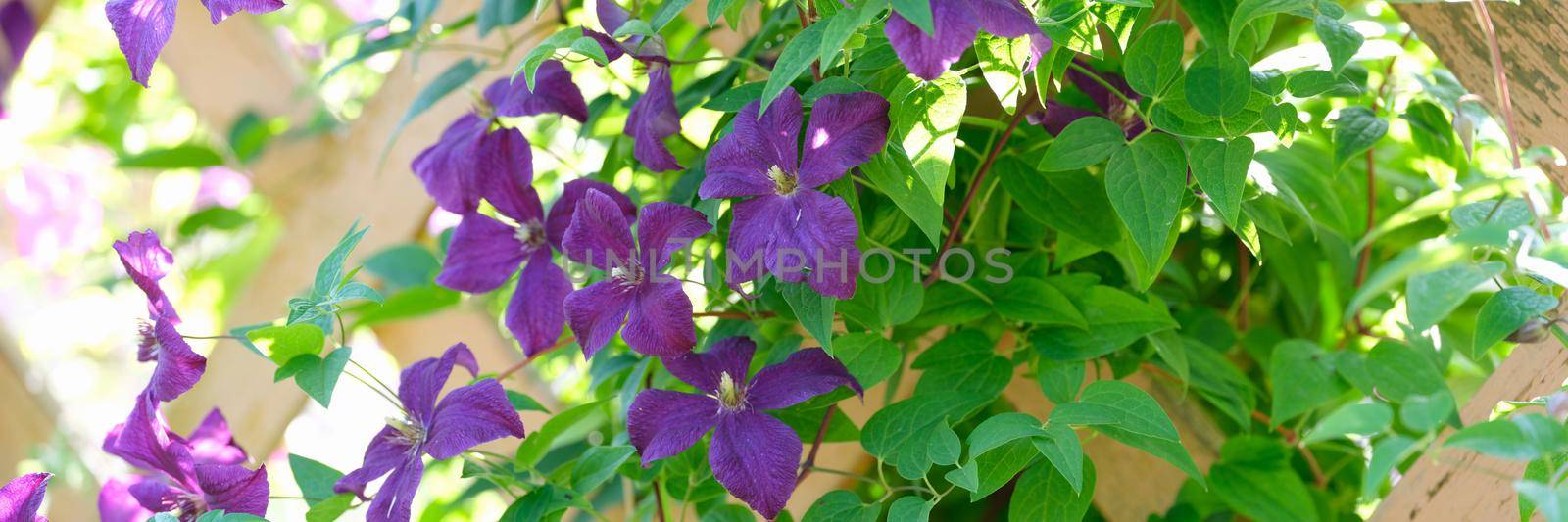 Purple flowers and green foliage on a wooden fence, close-up. Rustic decor with flowering bush, landscape design element