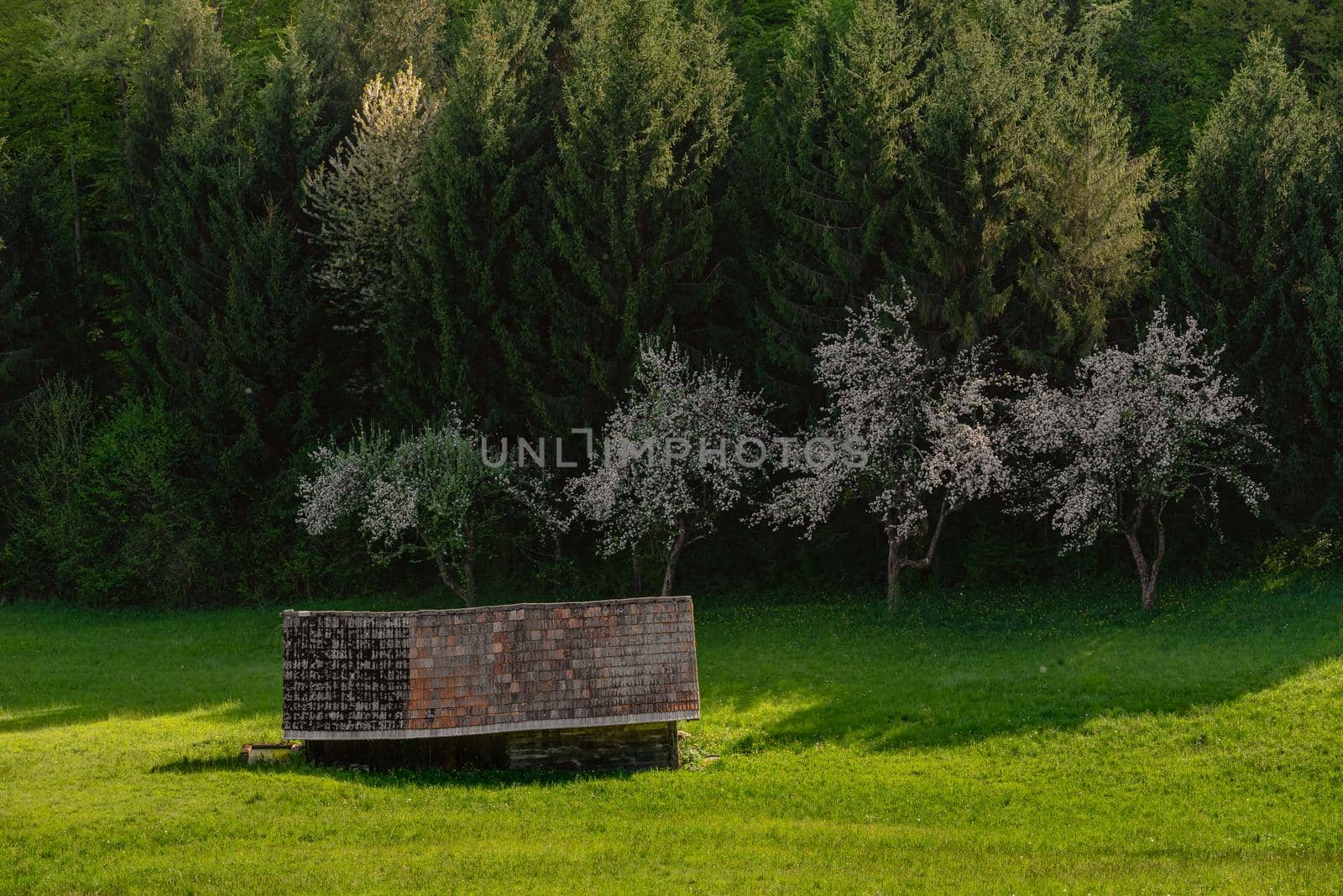 Alpine meadow with a cabin and forest, landscape photo in Slovenia