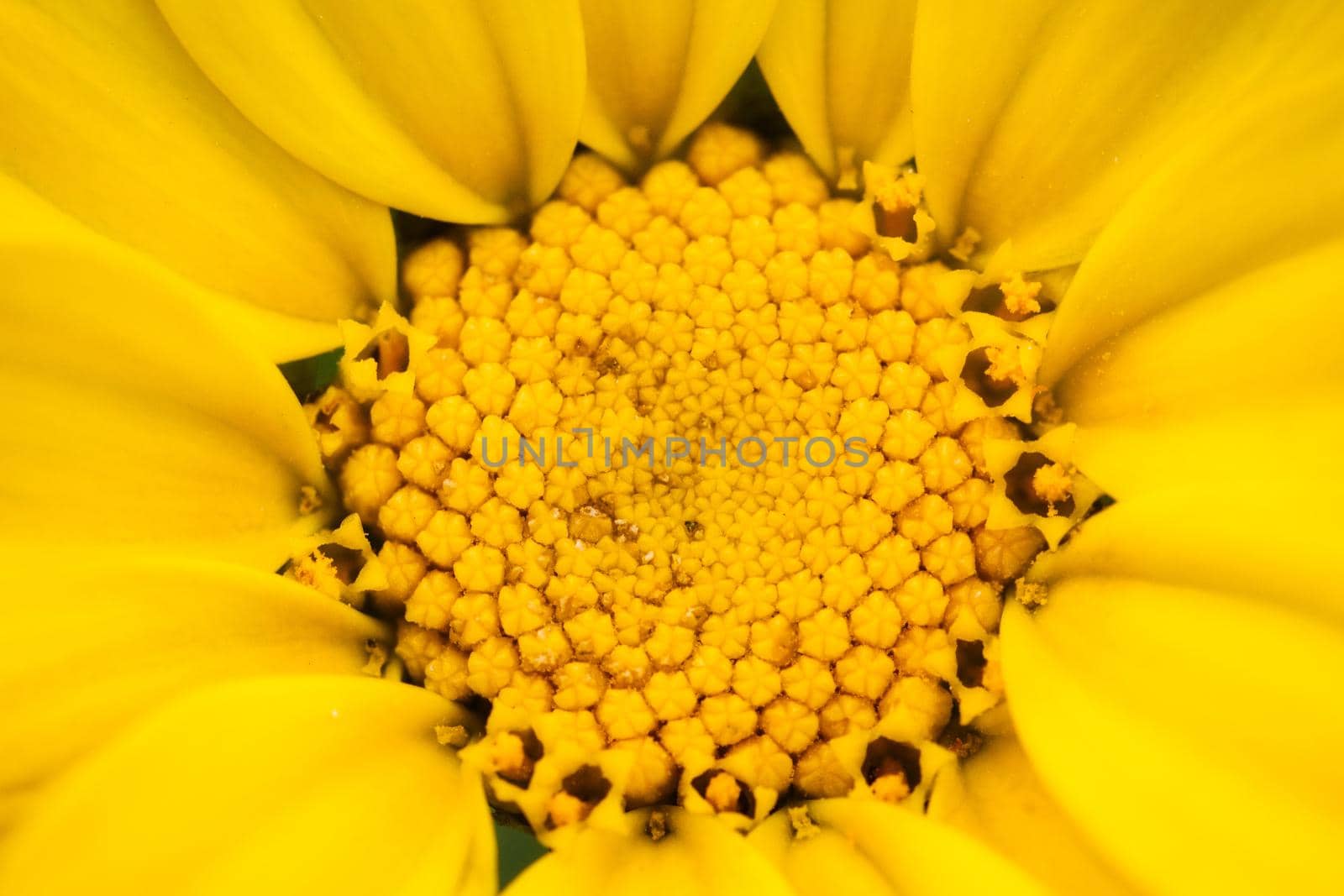 Close-up of center of big yellow Calendula flower by tennesseewitney