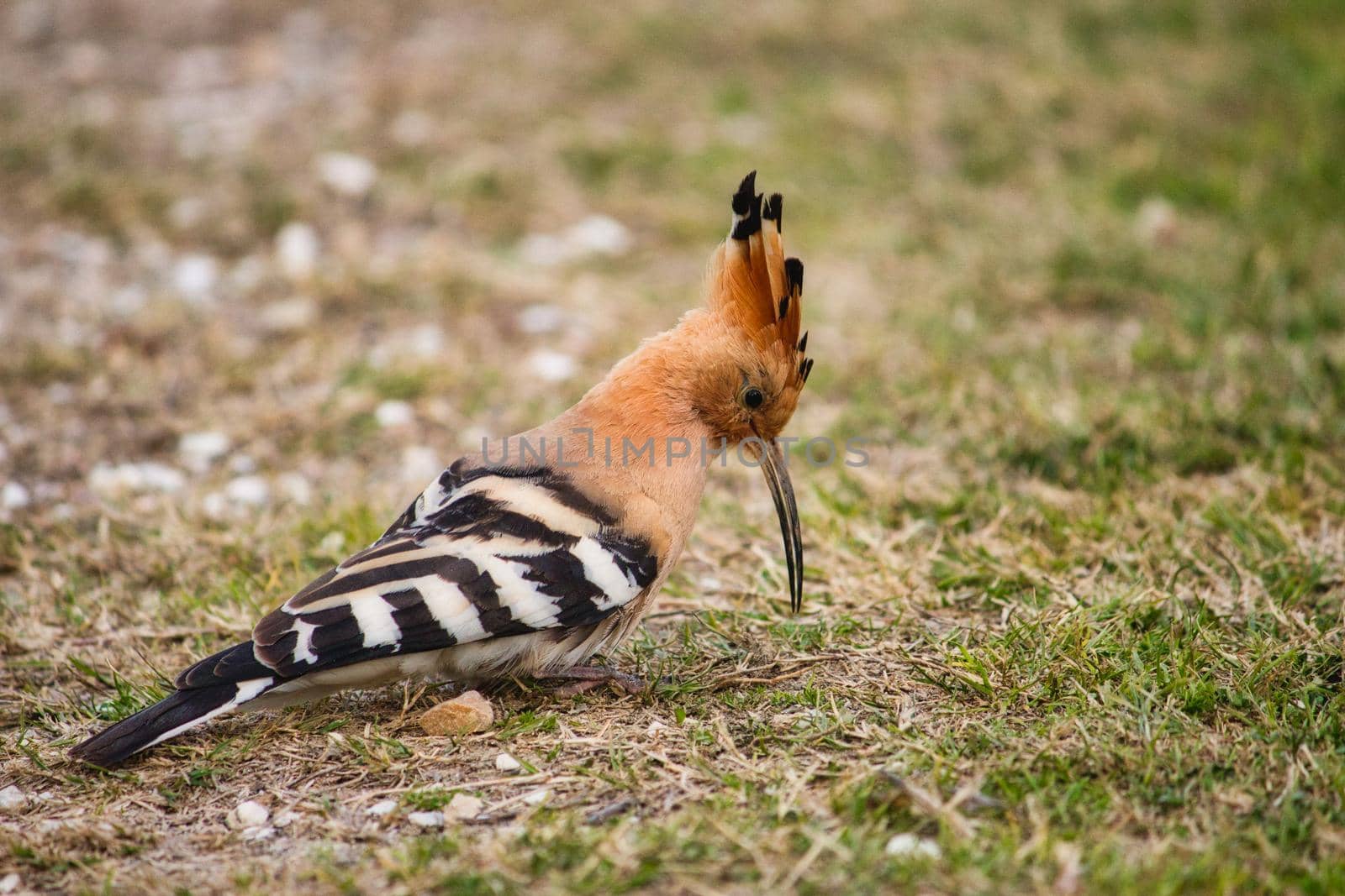 Common Eurasian Hoopoe (Upupa epops) on the grassy ground by tennesseewitney