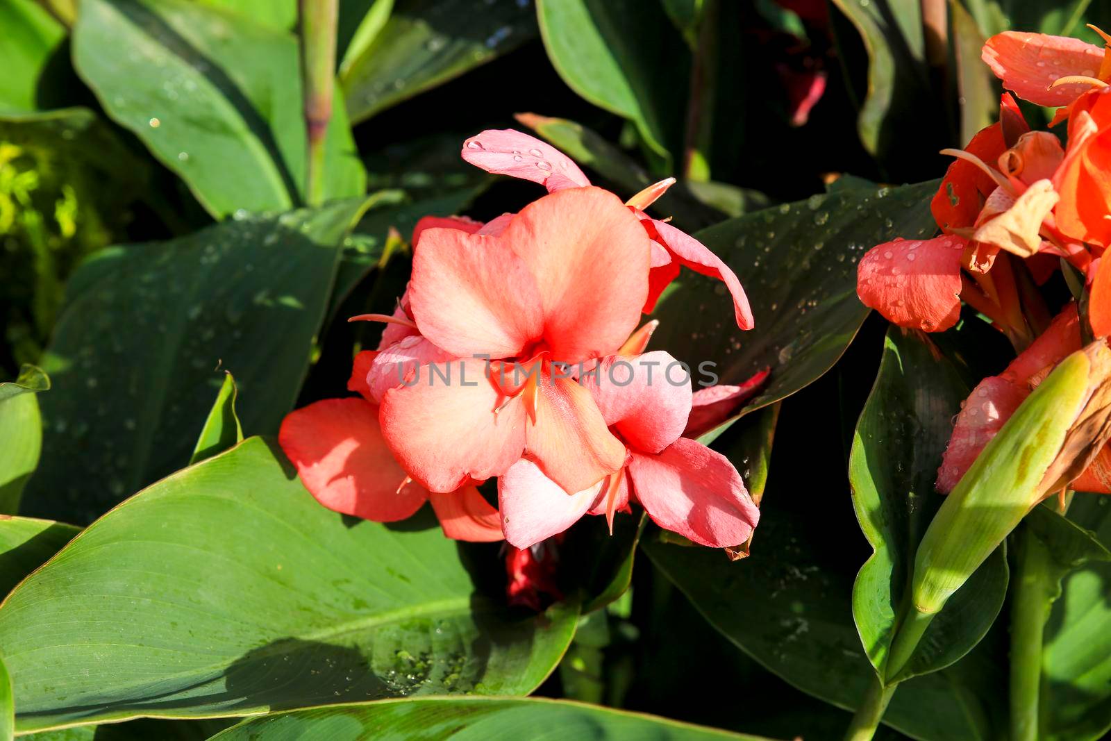 Beautiful Canna Indica Plants in bloom in the garden