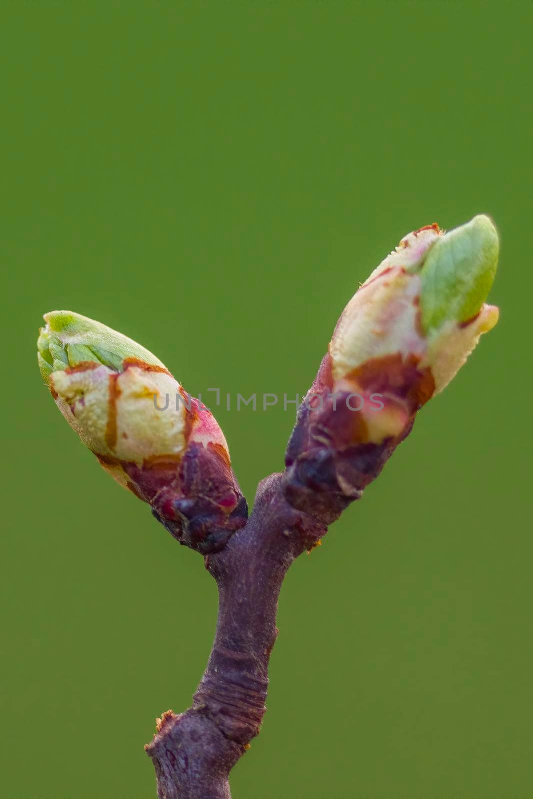 several fresh buds on a branch