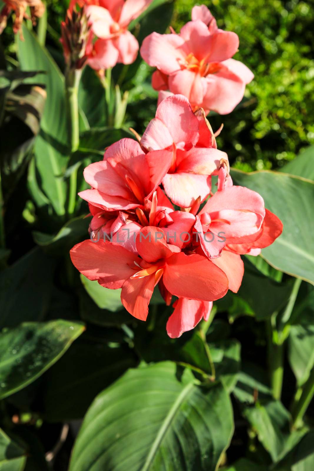 Beautiful Canna Indica plants in the garden by soniabonet
