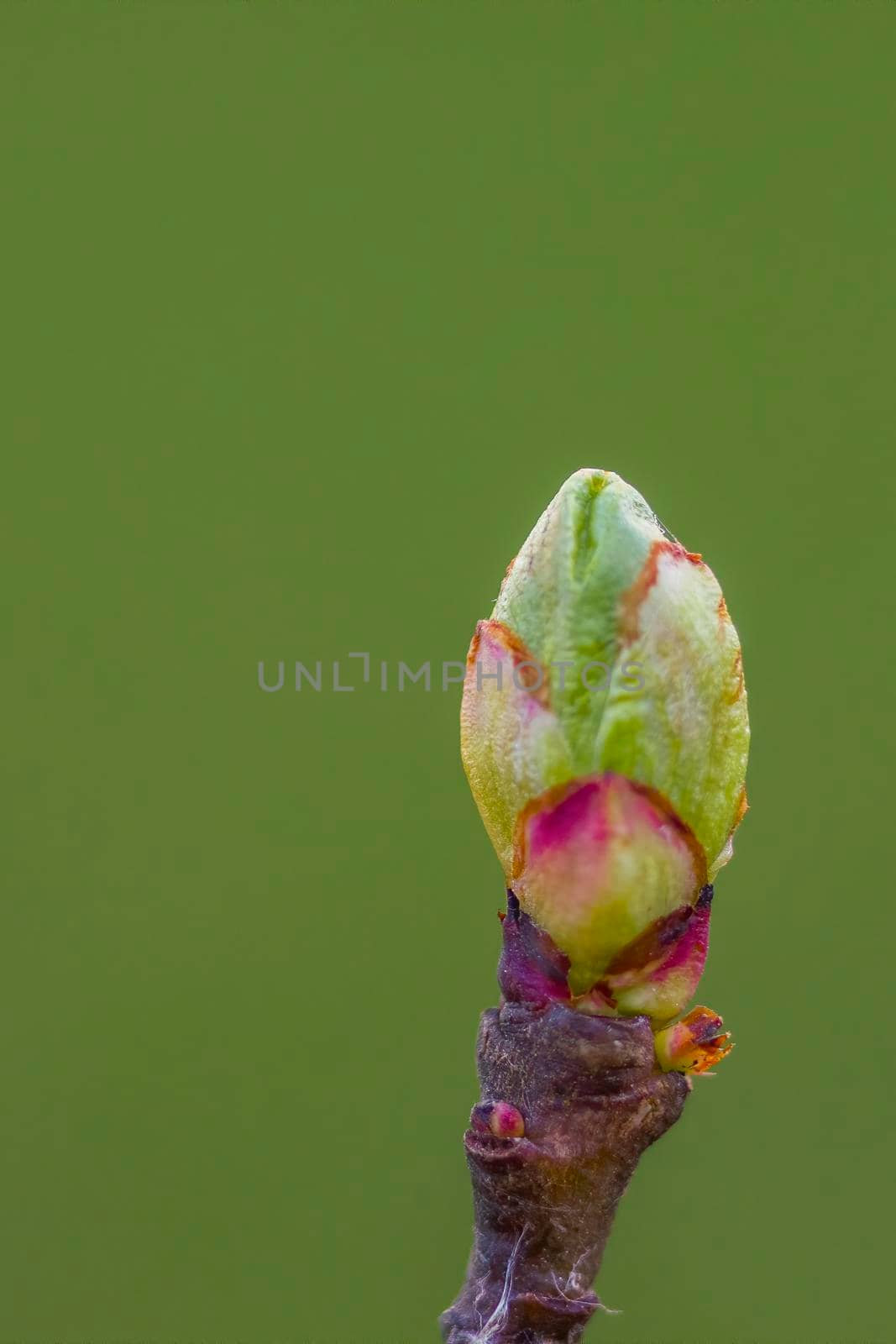 several fresh buds on a branch