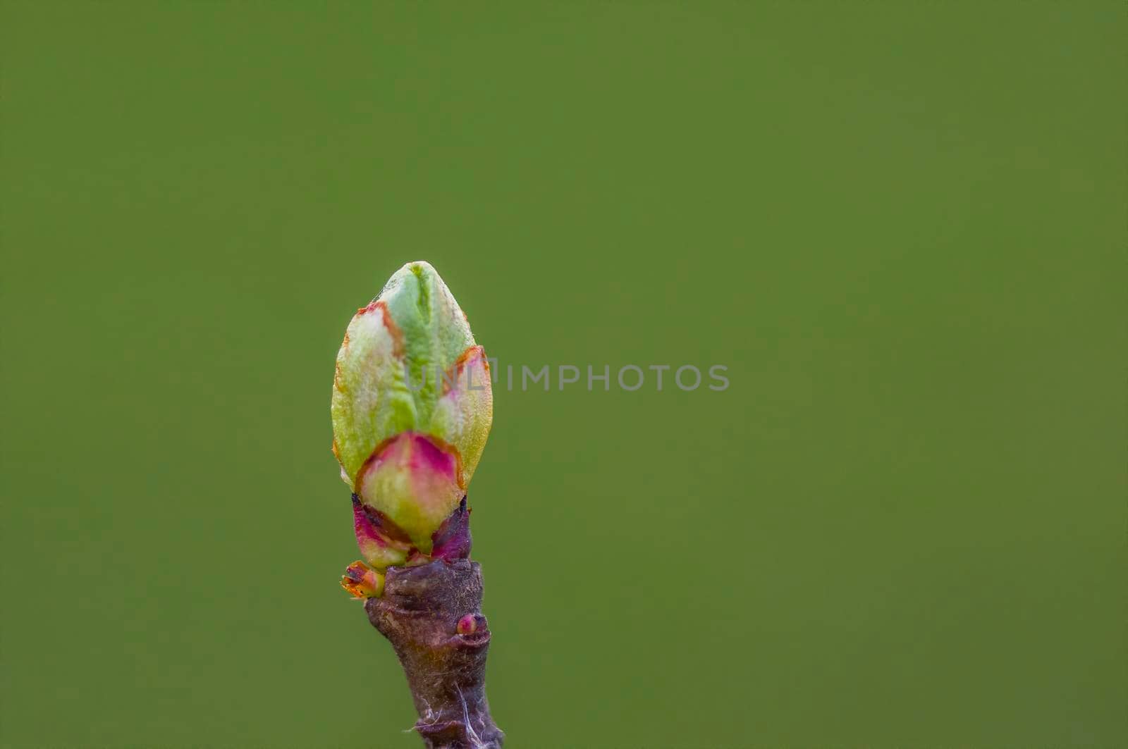 several fresh buds on a branch