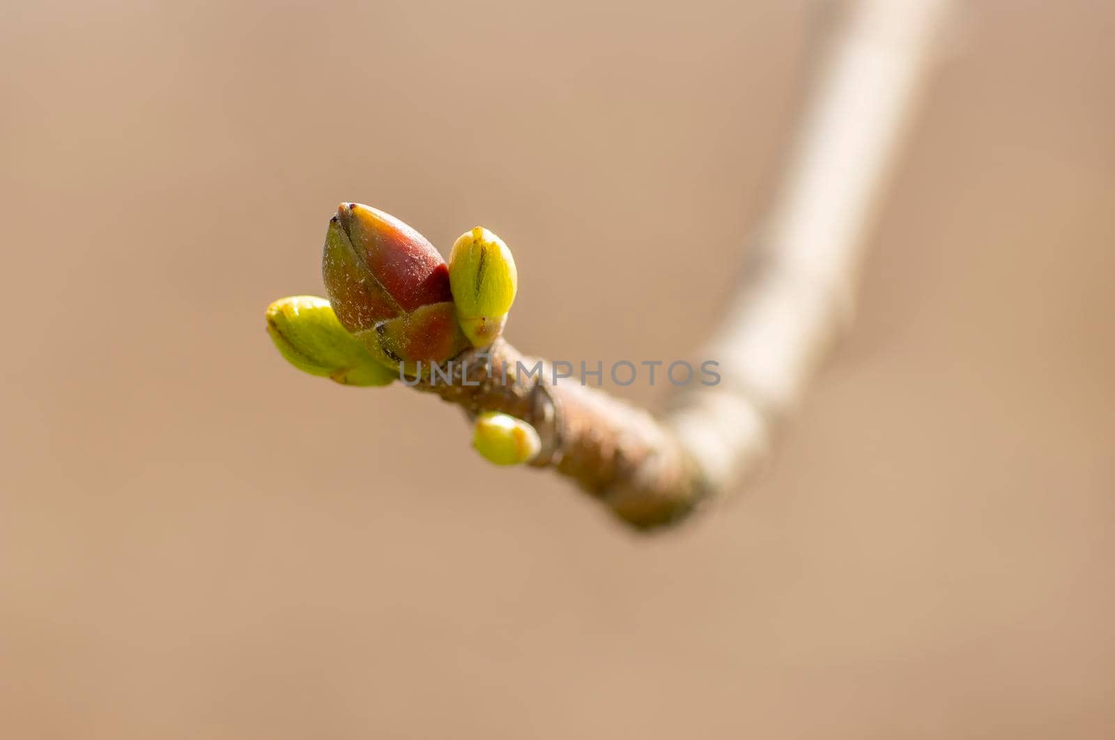 several fresh buds on a branch