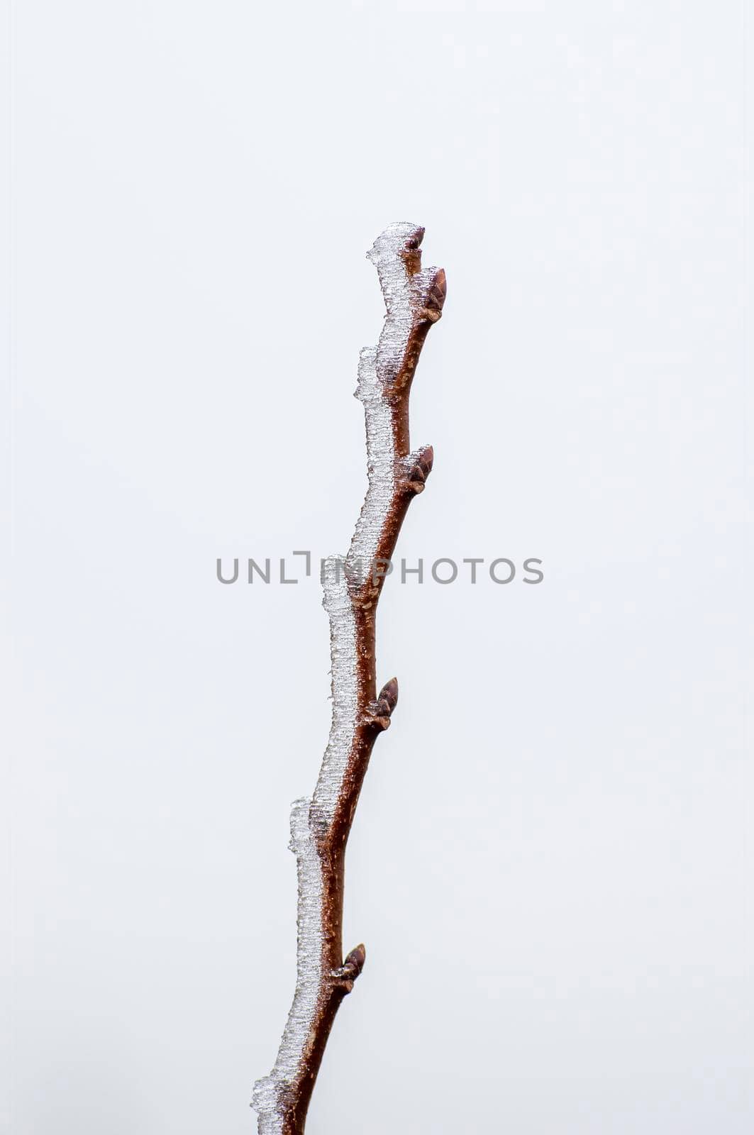 several fresh buds on a branch