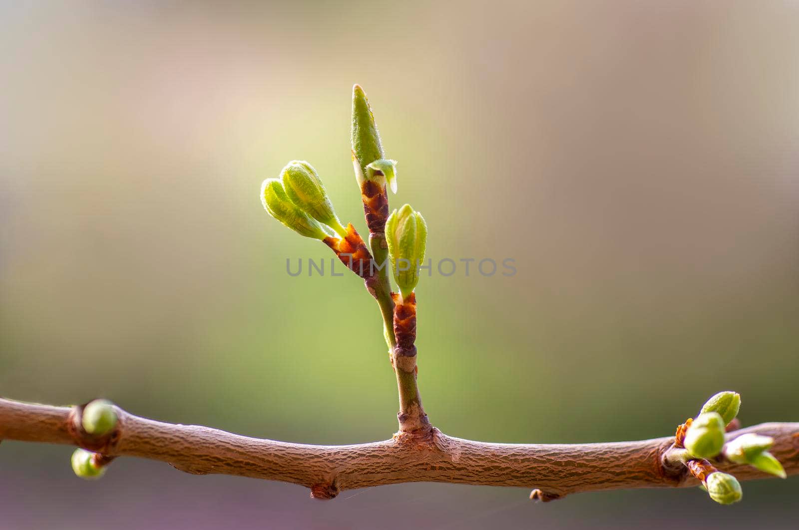 several fresh buds on a plum branch