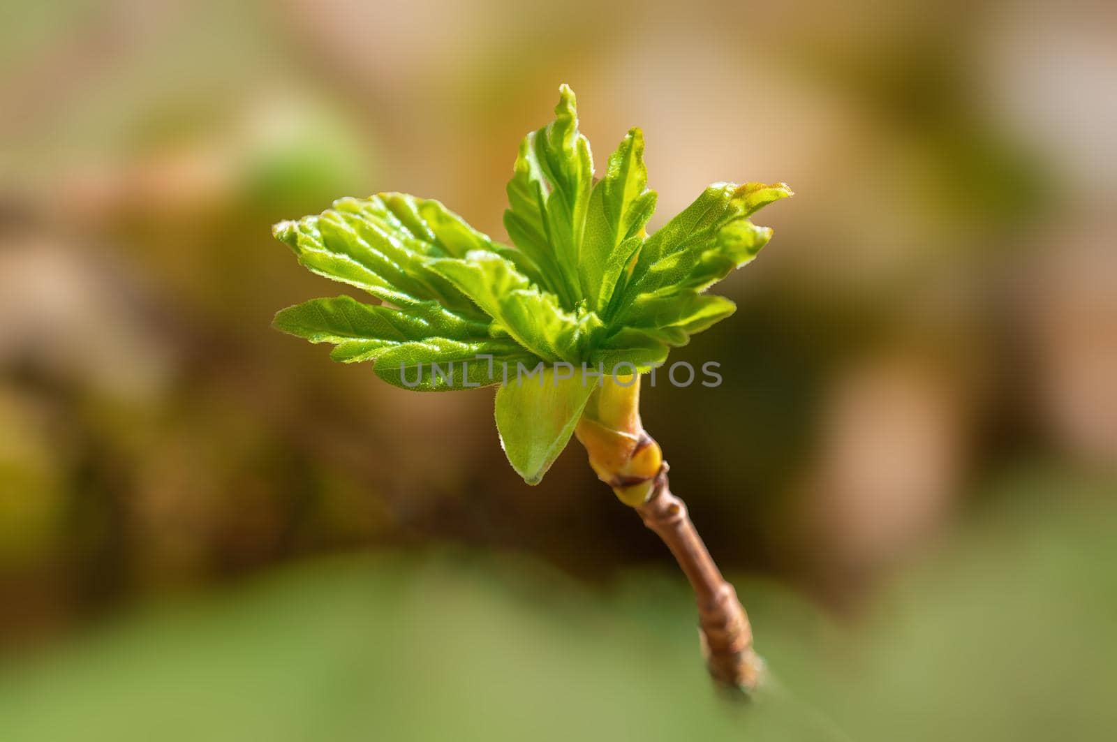 several fresh buds on a branch