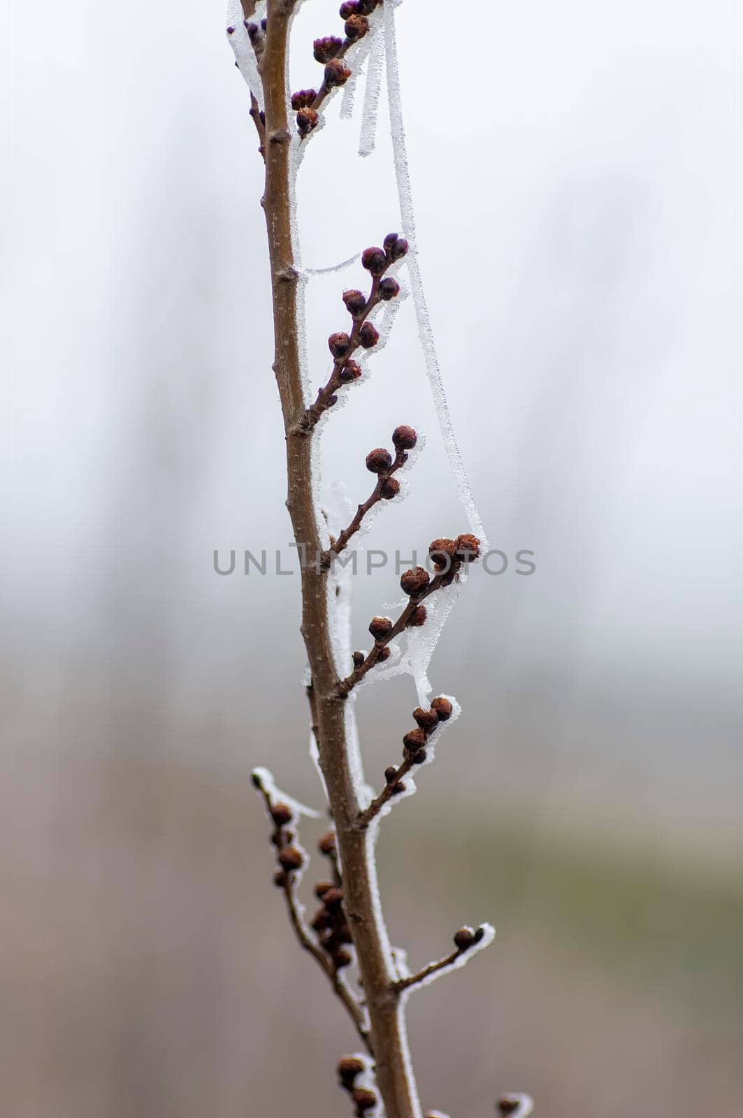 several fresh buds on a branch