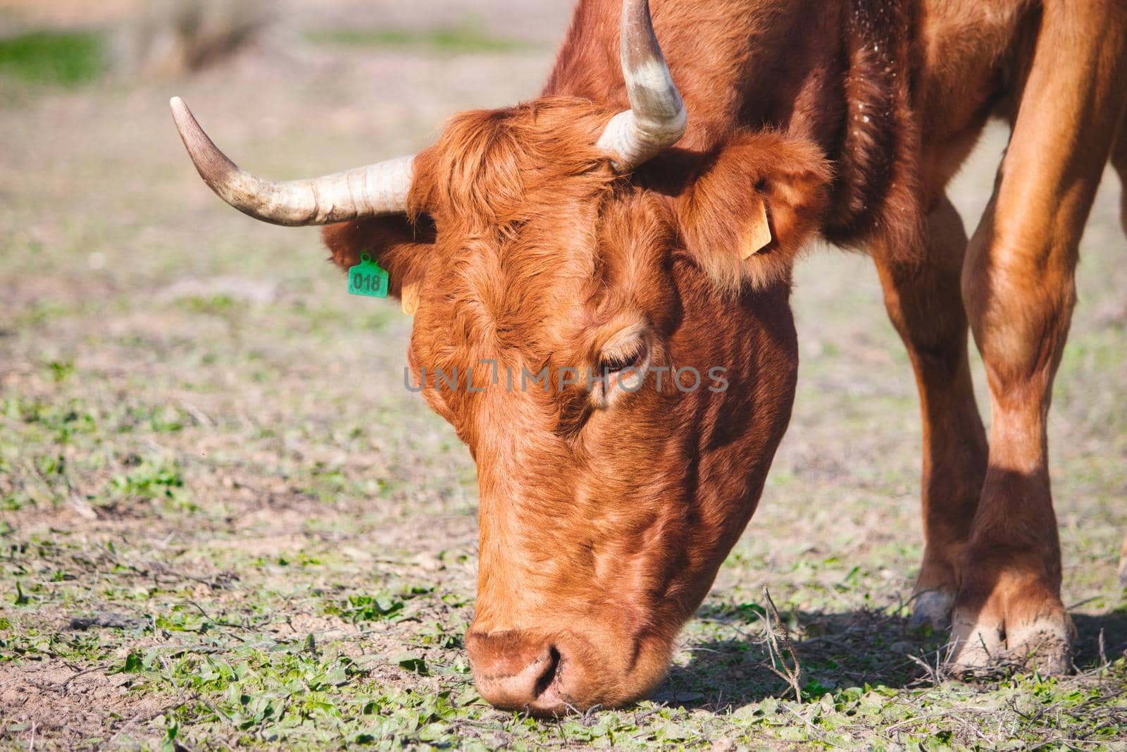 Close up of a brown cow (Rubia Gallega) grazing in a field by tennesseewitney
