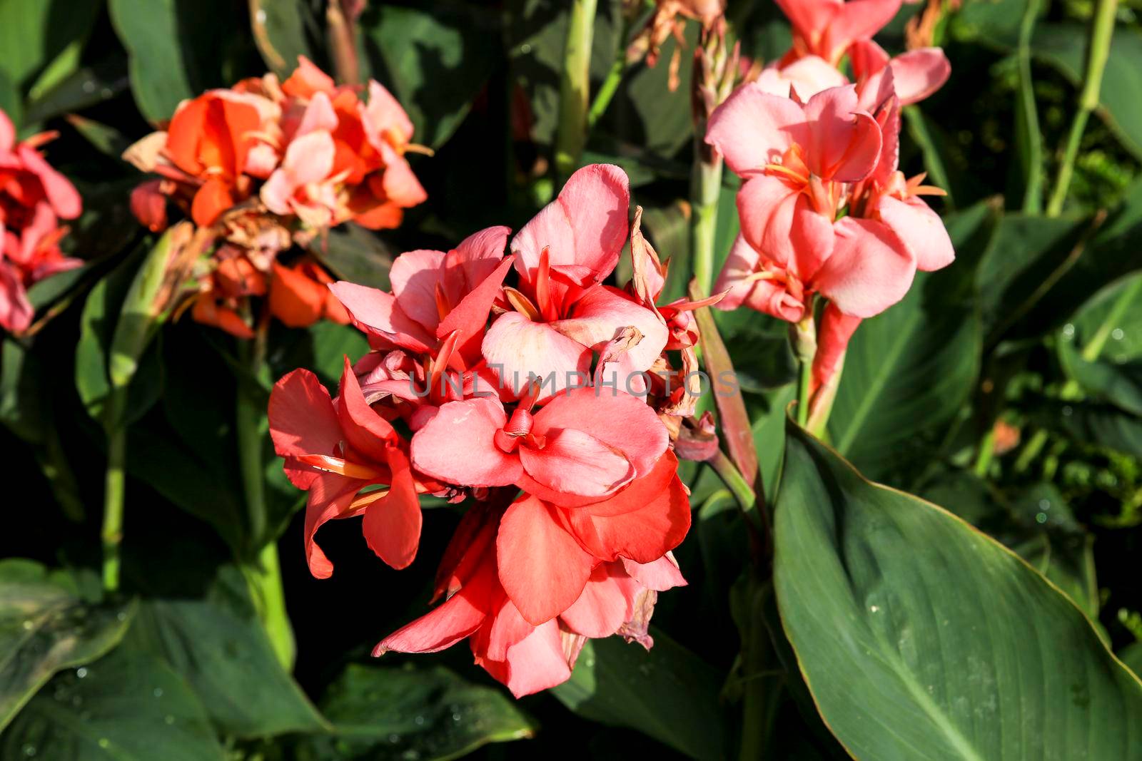 Beautiful Canna Indica plants in the garden by soniabonet