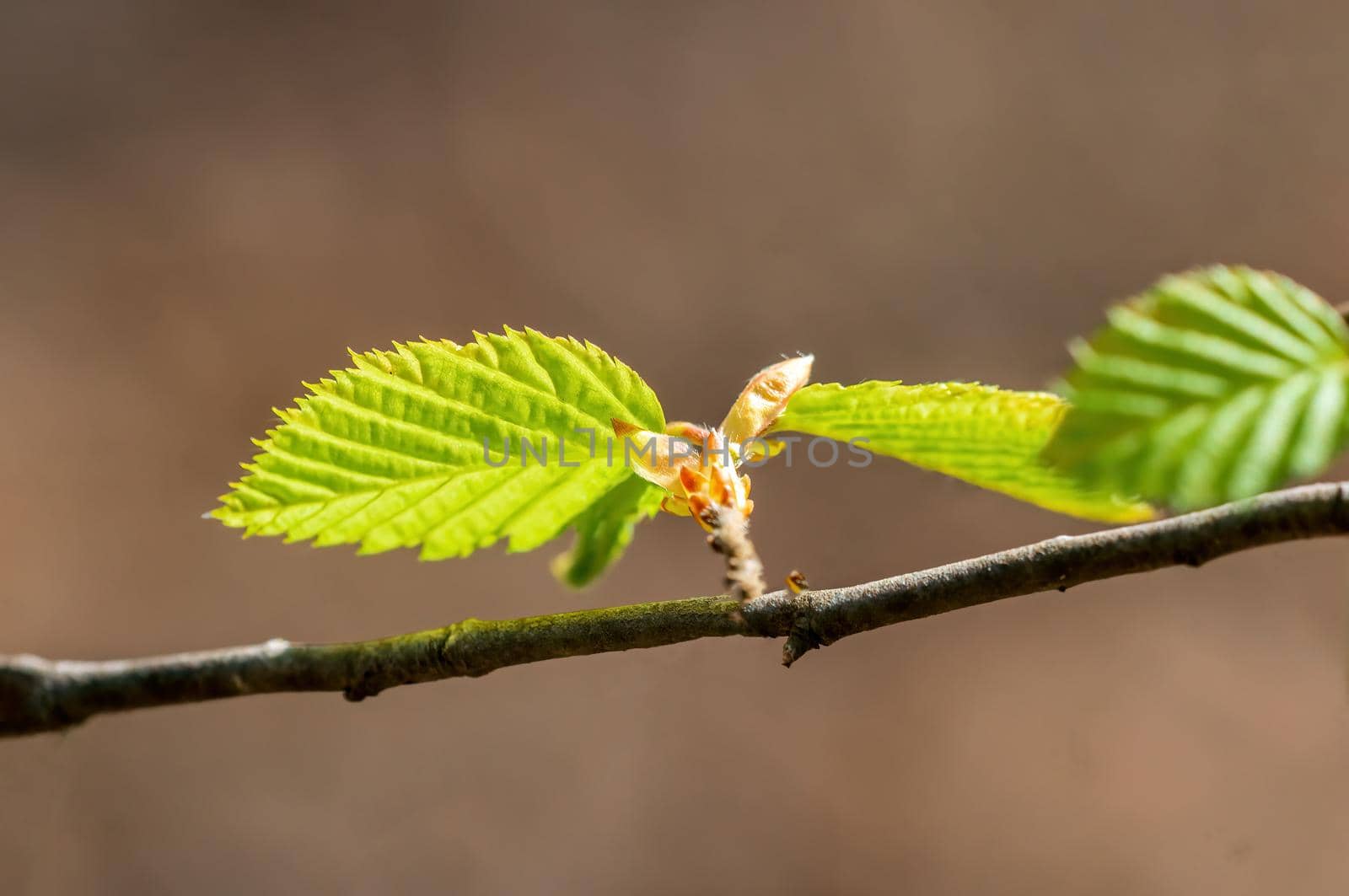 several fresh buds on a branch