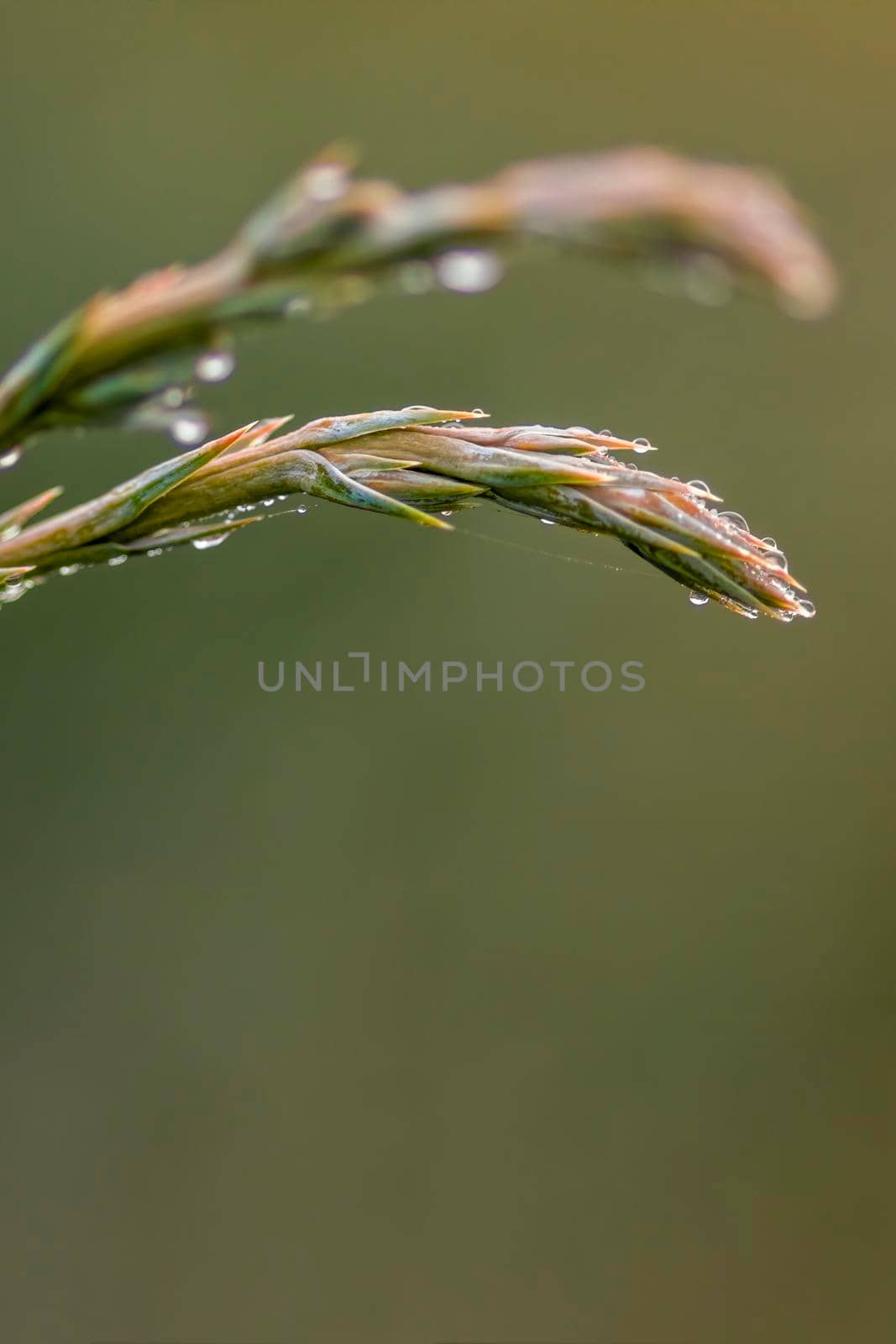 several fresh buds on a branch