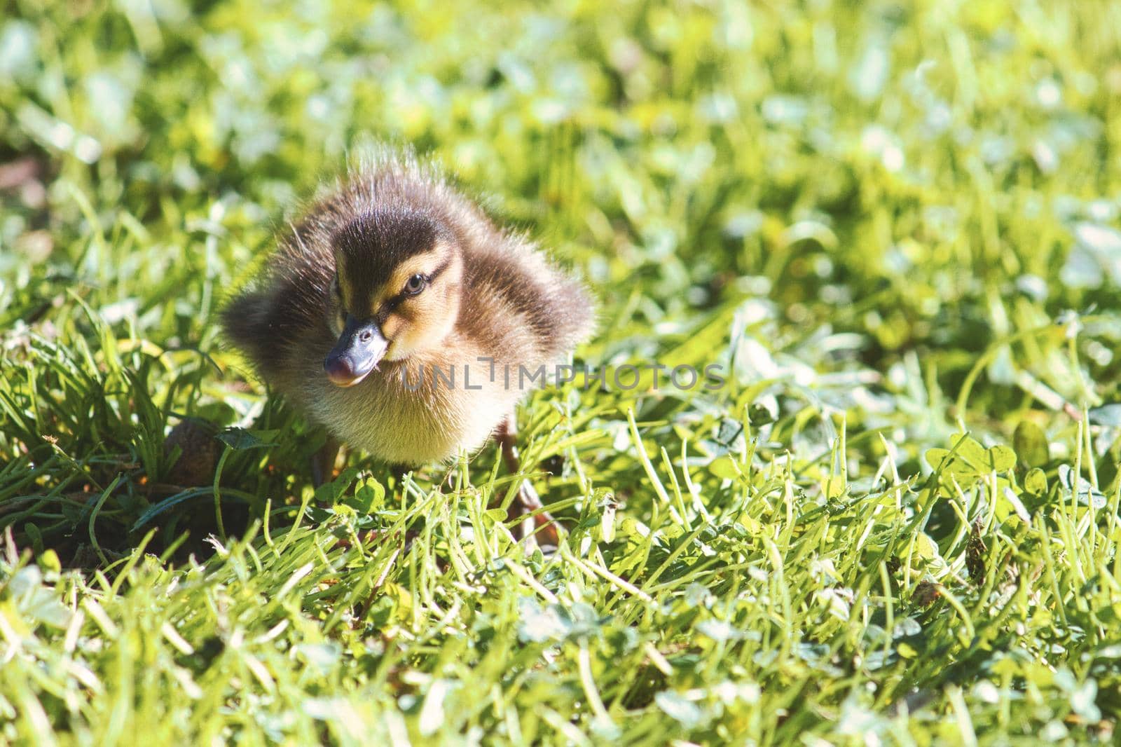 Cute little baby duckling waddling on the green grass