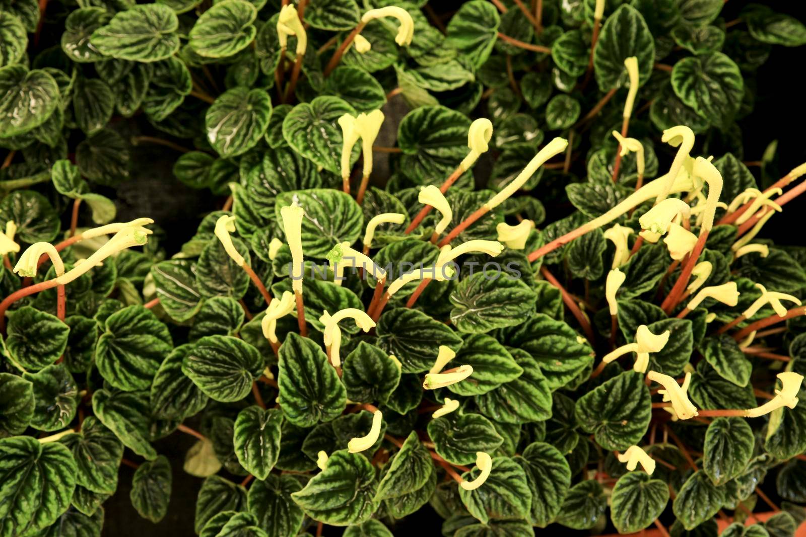 Colorful Peperomia Caperata plants in the garden by soniabonet