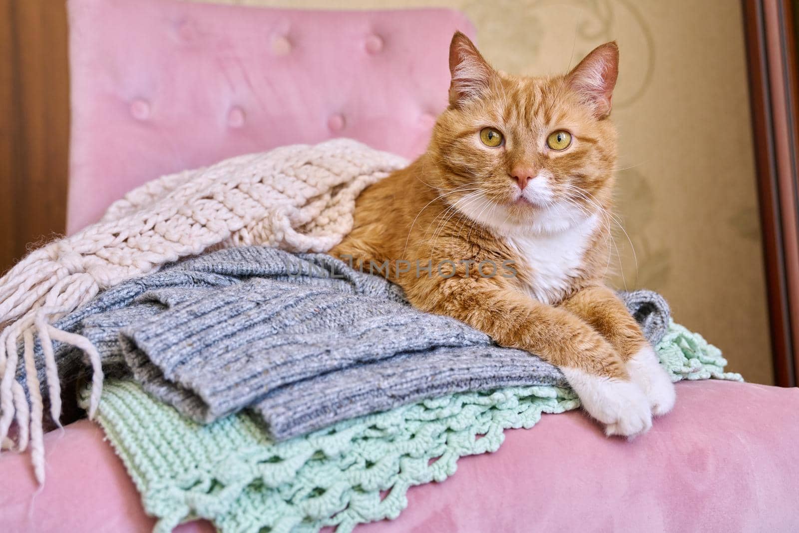 Big ginger cat lying sleeping resting basking on an armchair with winter warm knitted things, cold autumn winter season concept