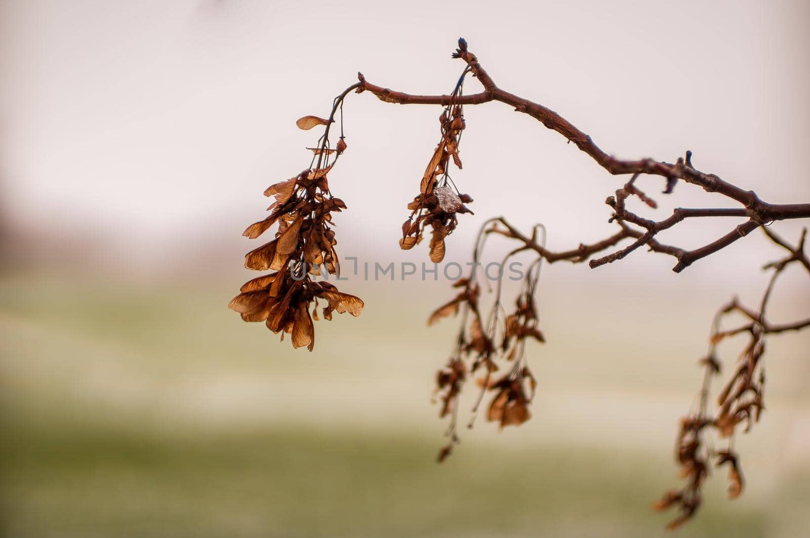 a branch with a brown maple seeds