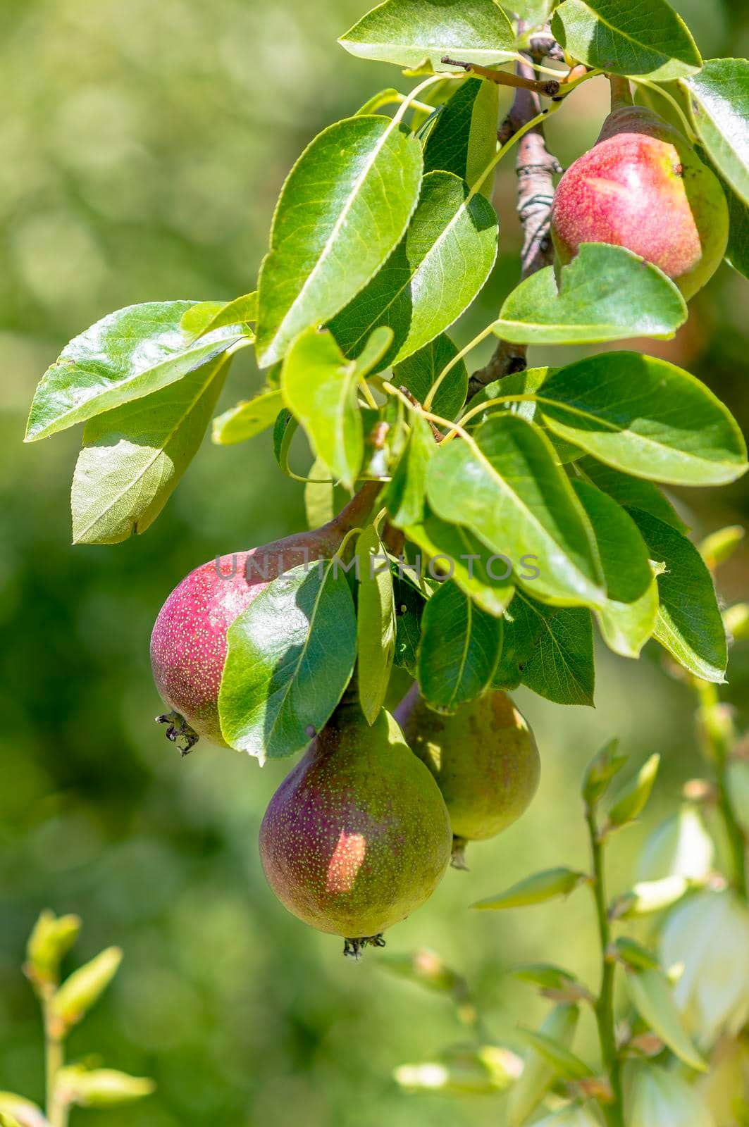 a branch with ripe pears