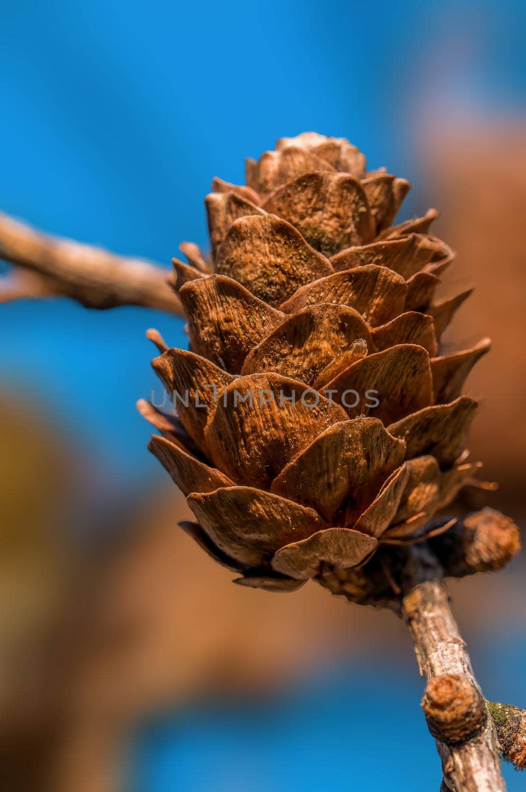 a branch with a brown cone